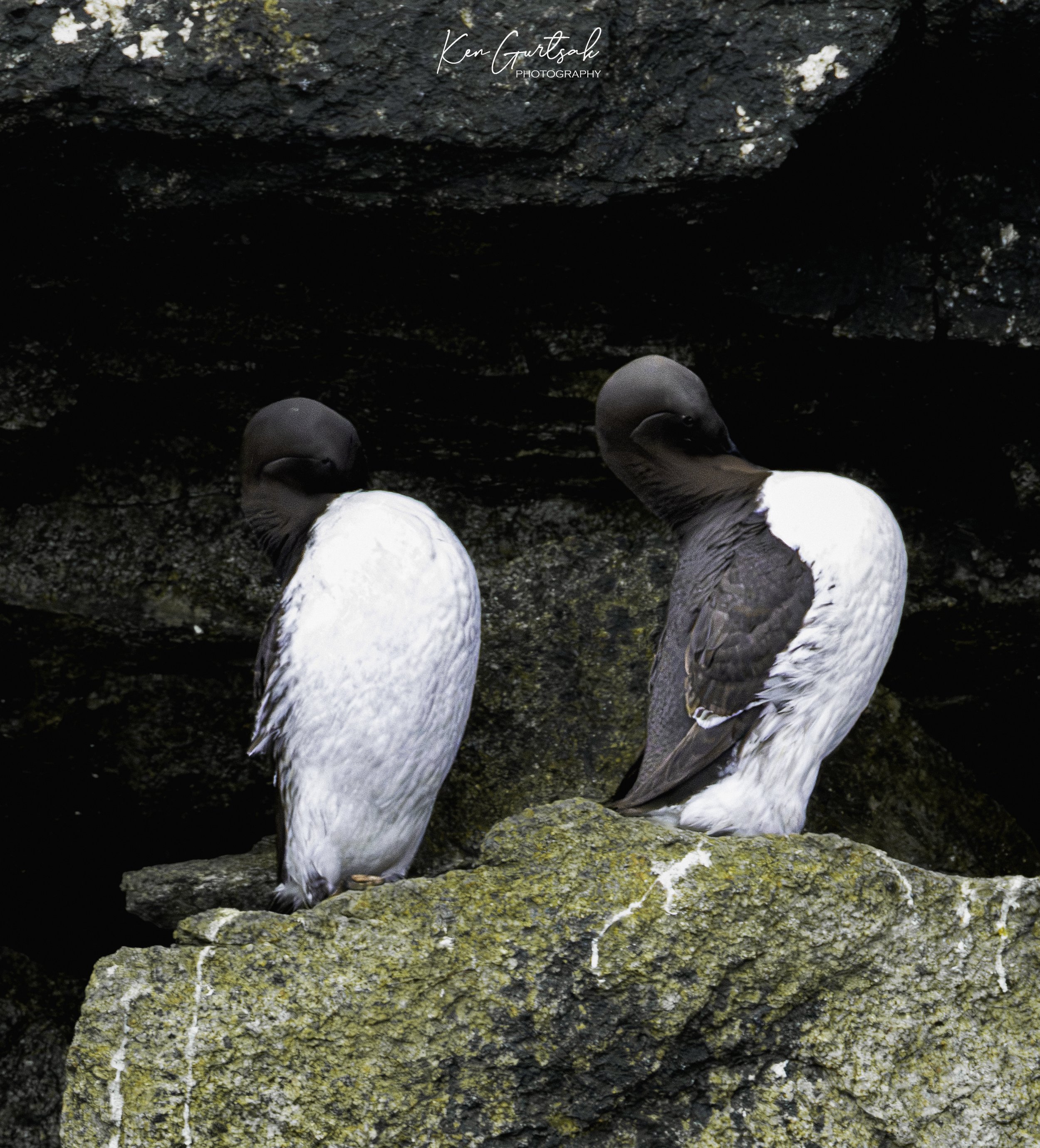  Common Murres-2.jpg