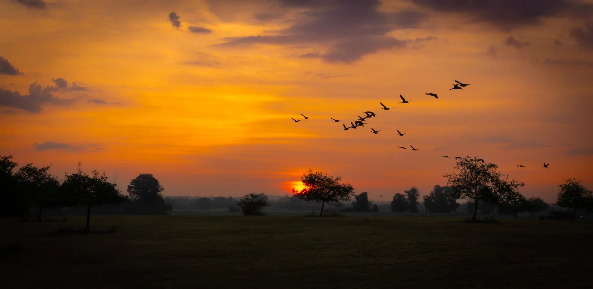GB Geese Flying FB.jpg