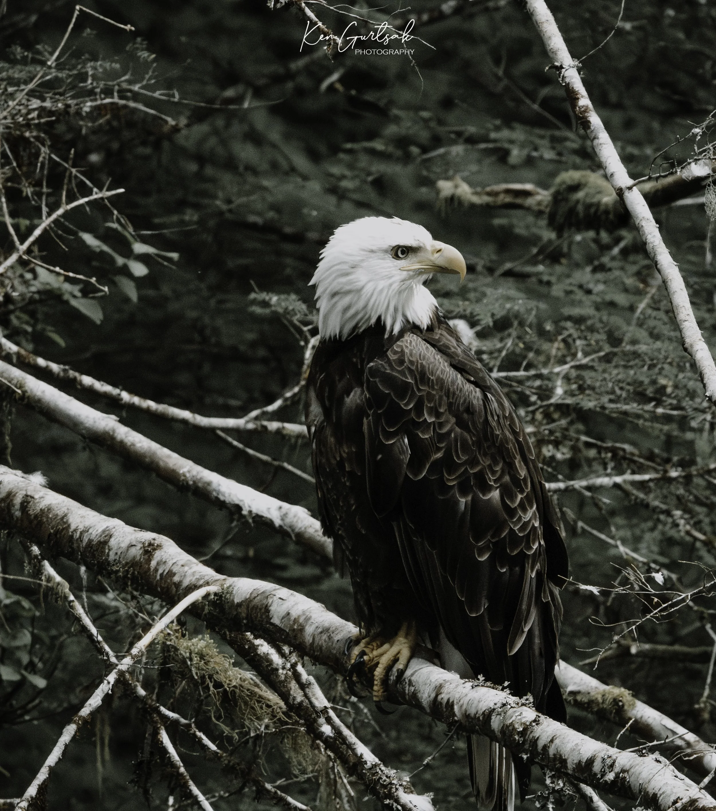B Eagle-3.jpg
