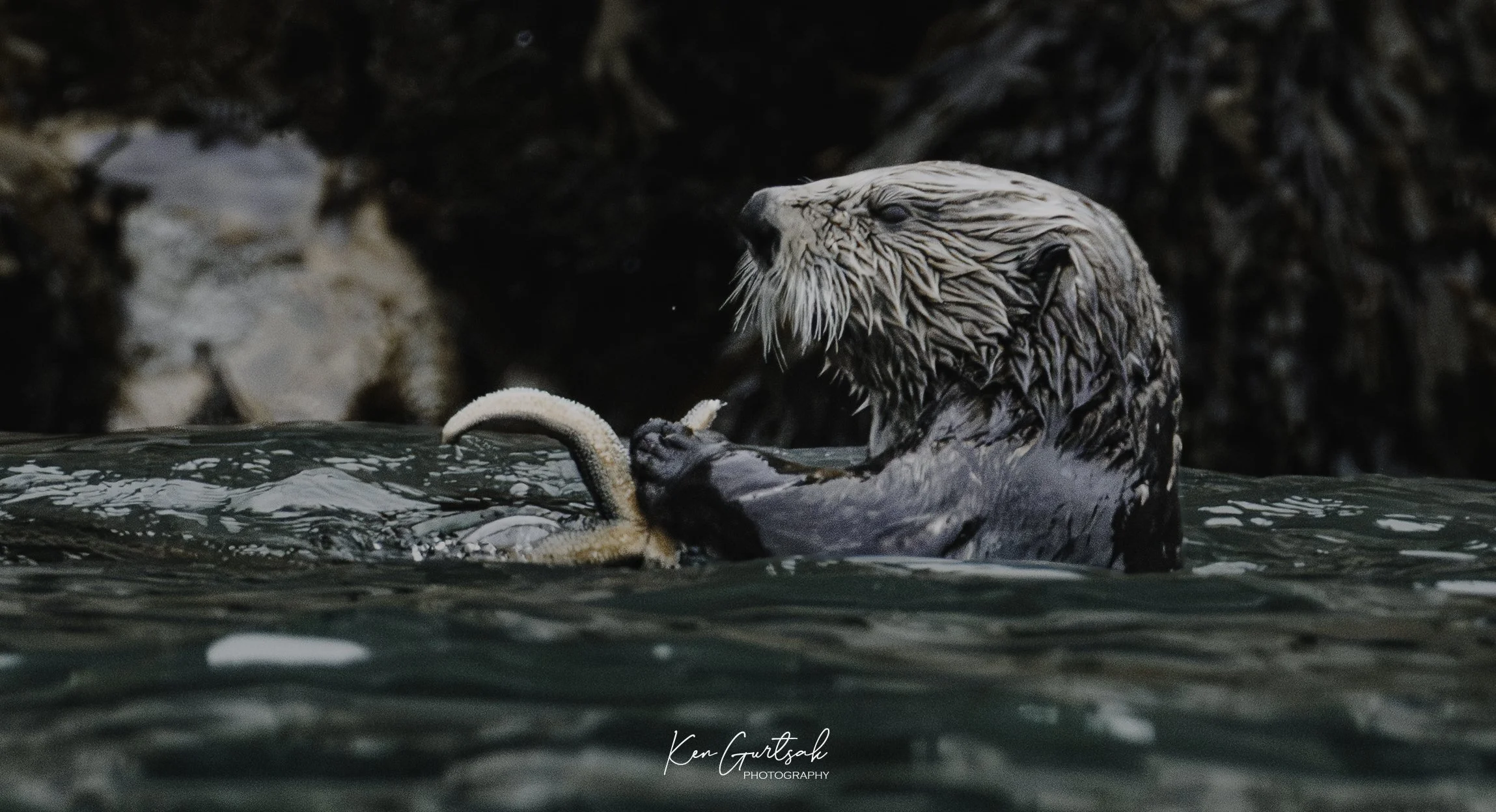 Otter-2.jpg