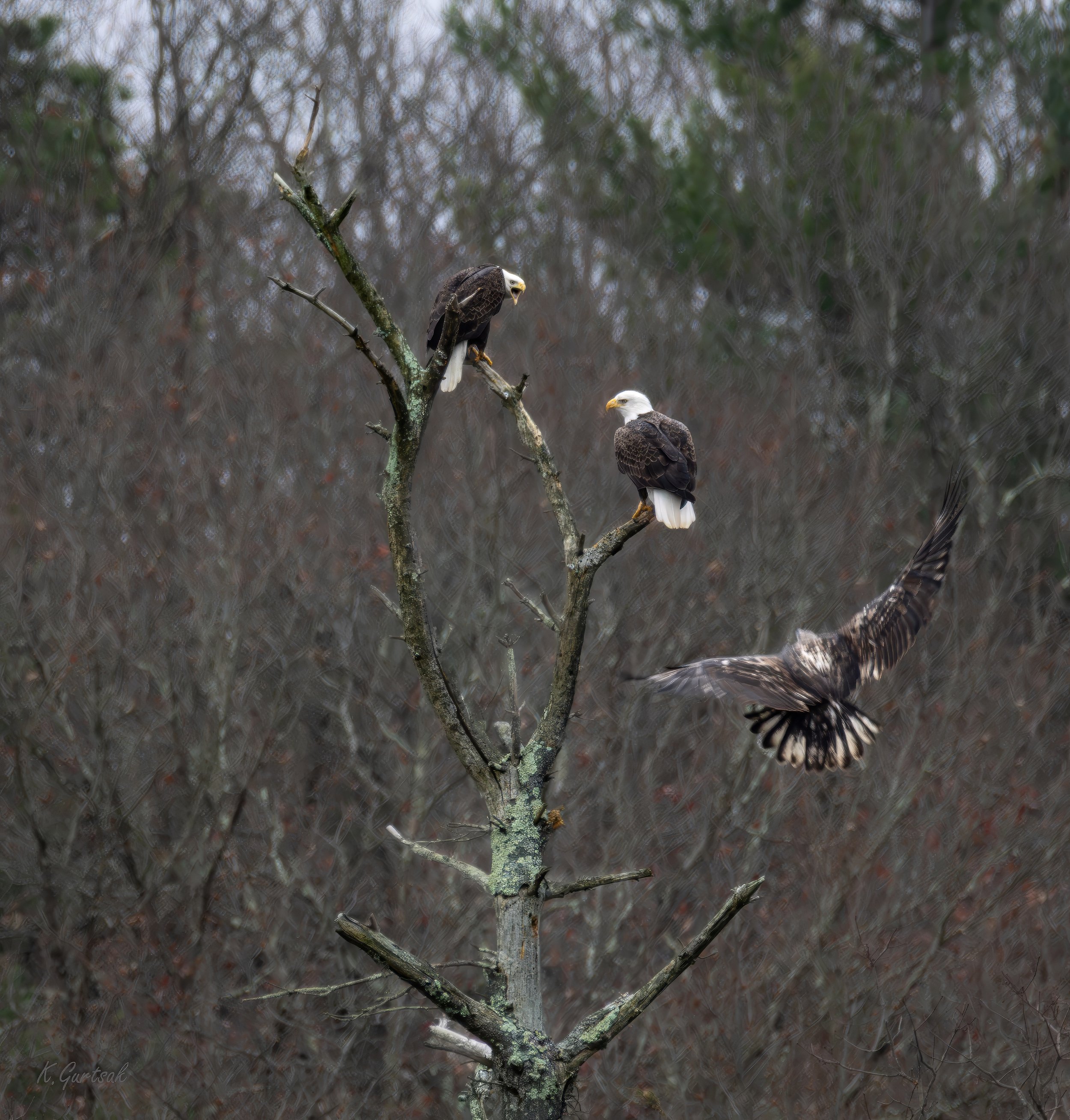 Bald Eagles-1-topaz-upscale-1.7x-sharpen-denoise.jpg