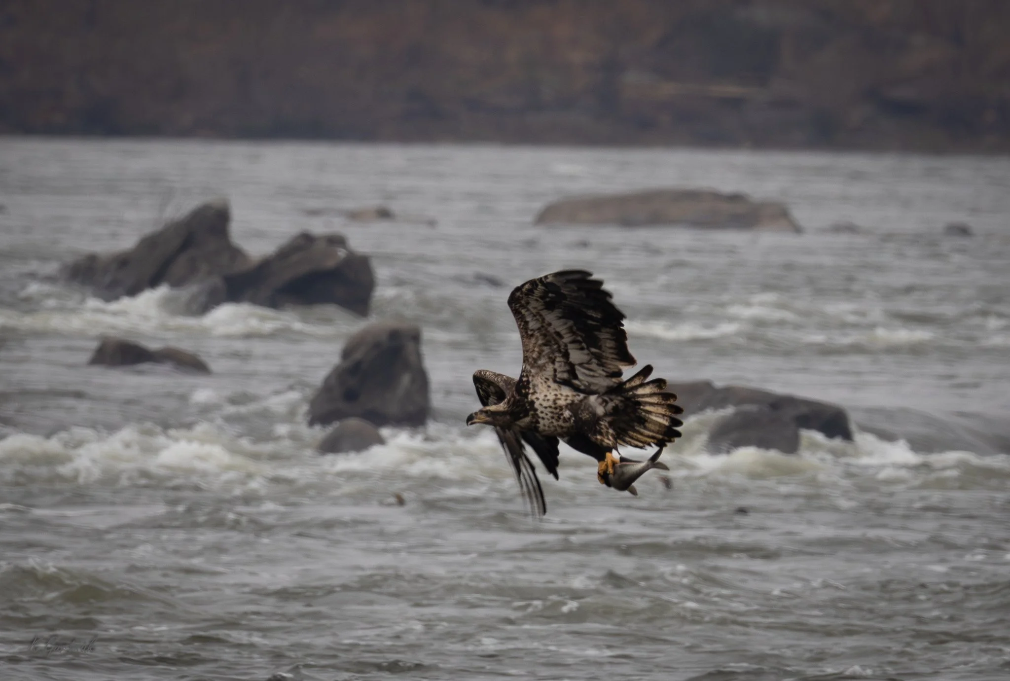 Cono Dam Eagle-1-8.jpg