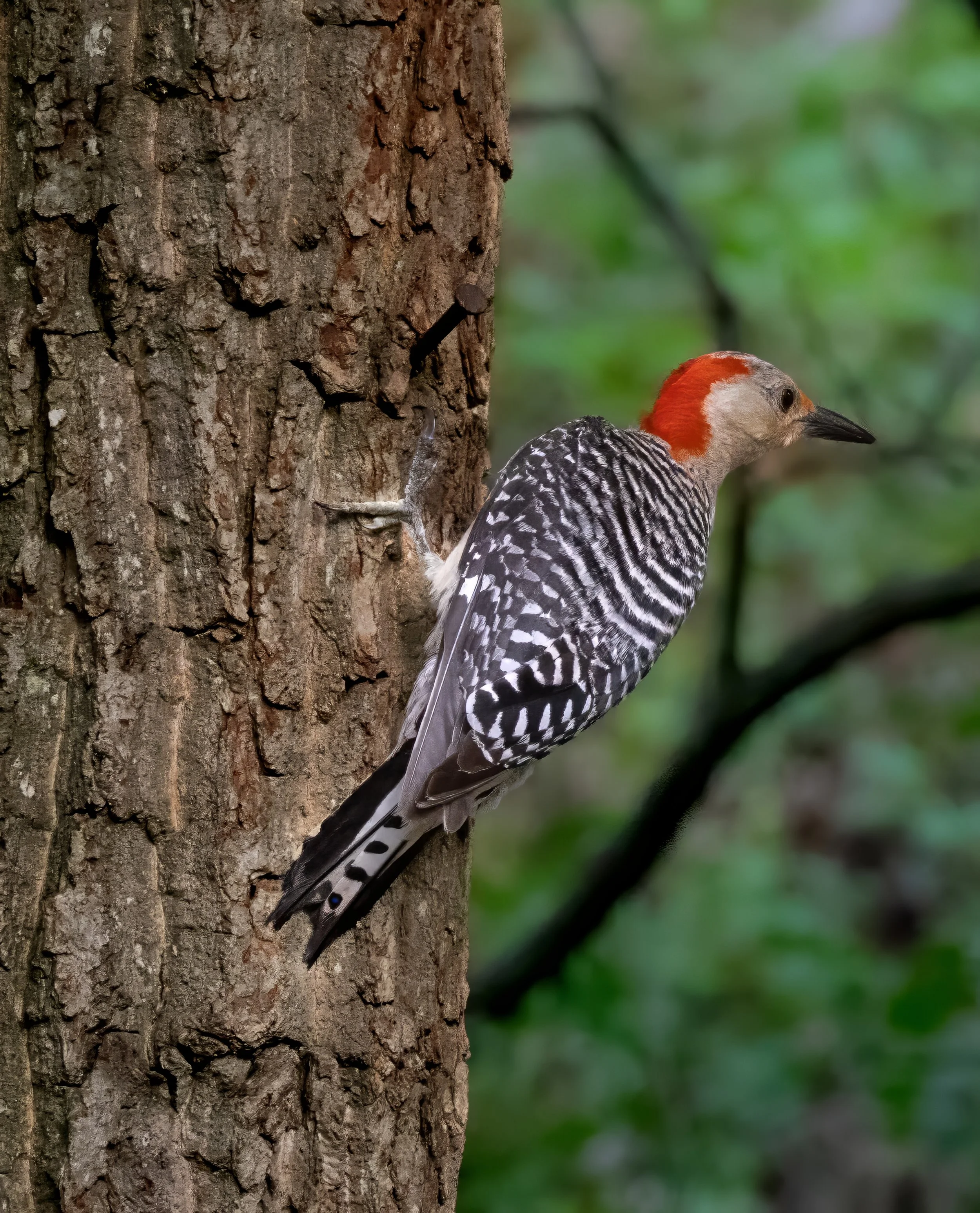 Woodpecker (1 of 1)-topaz-denoise-sharpen-upscale-1.7x.jpg