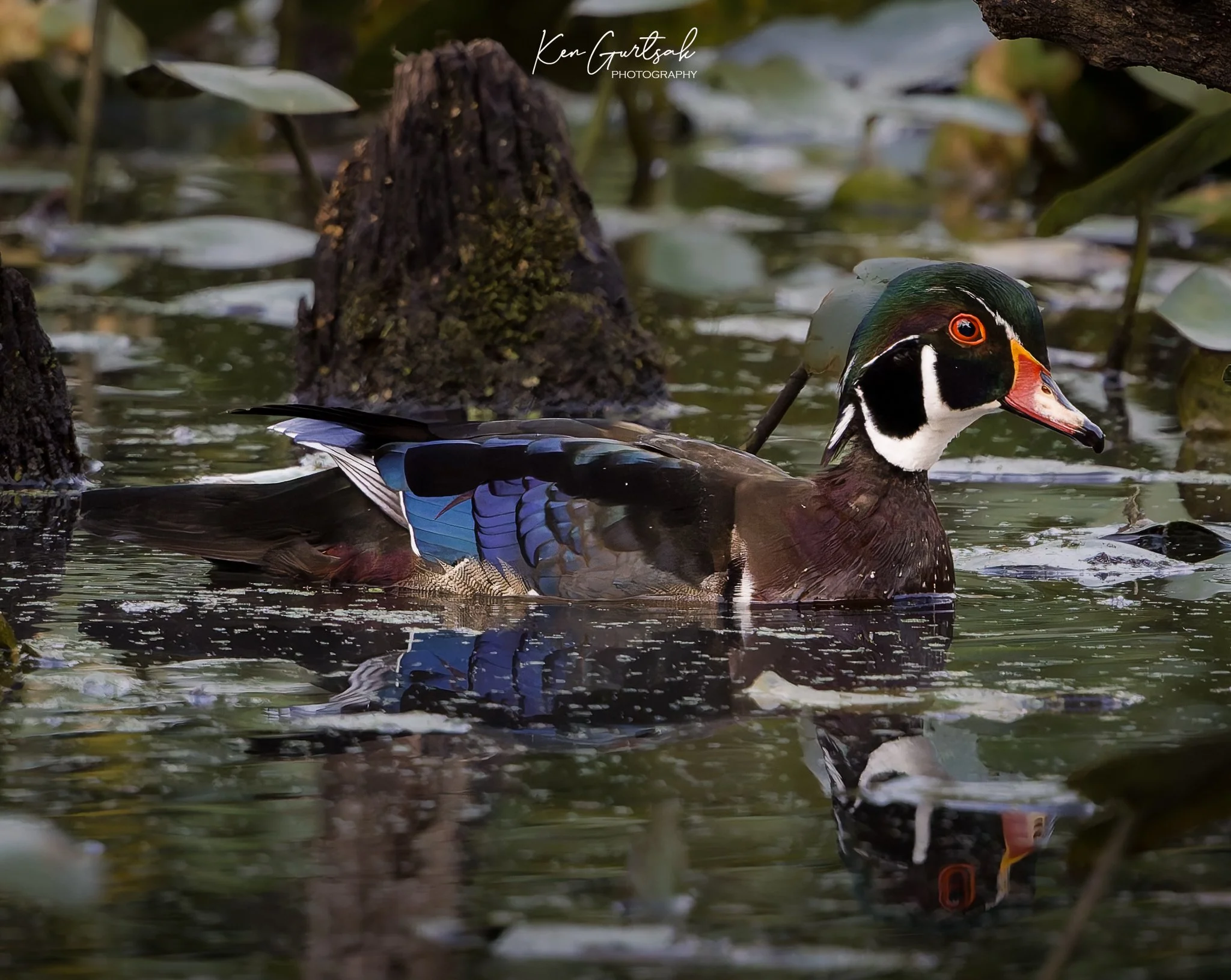 Wood Duck (1 of 1)-4.jpg