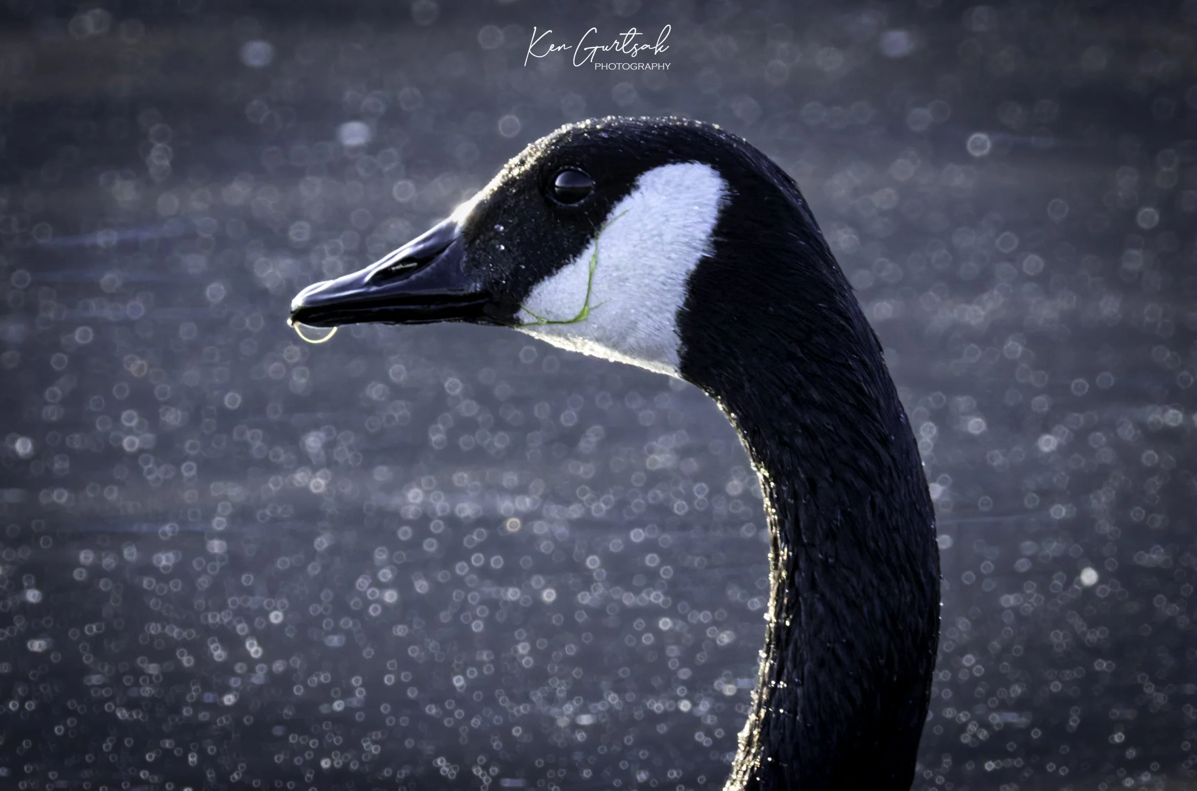 Canada Goose March (1 of 1)-6.jpg