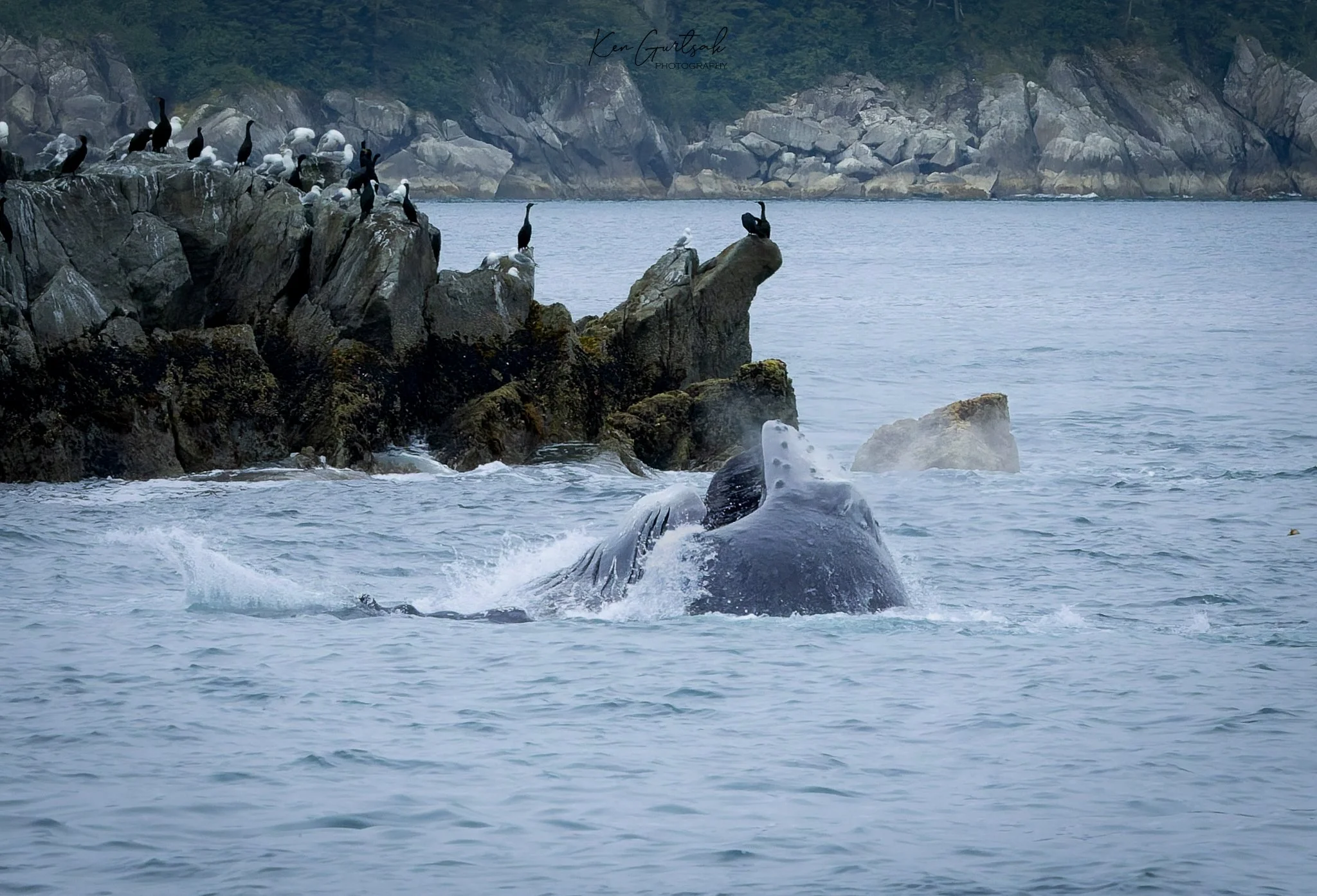 H Whale DXO (1 of 1)-4.jpg