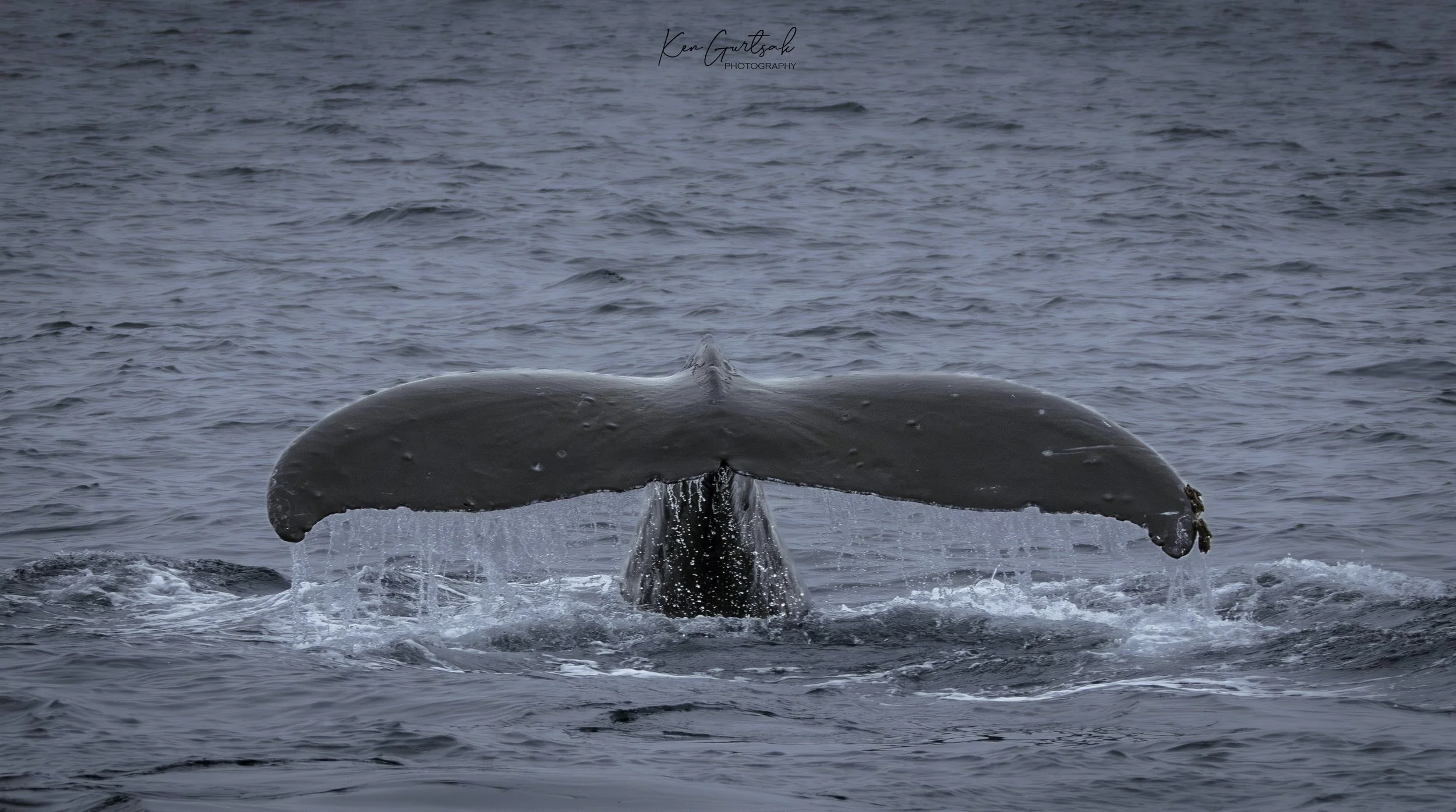 H whale-4.jpg