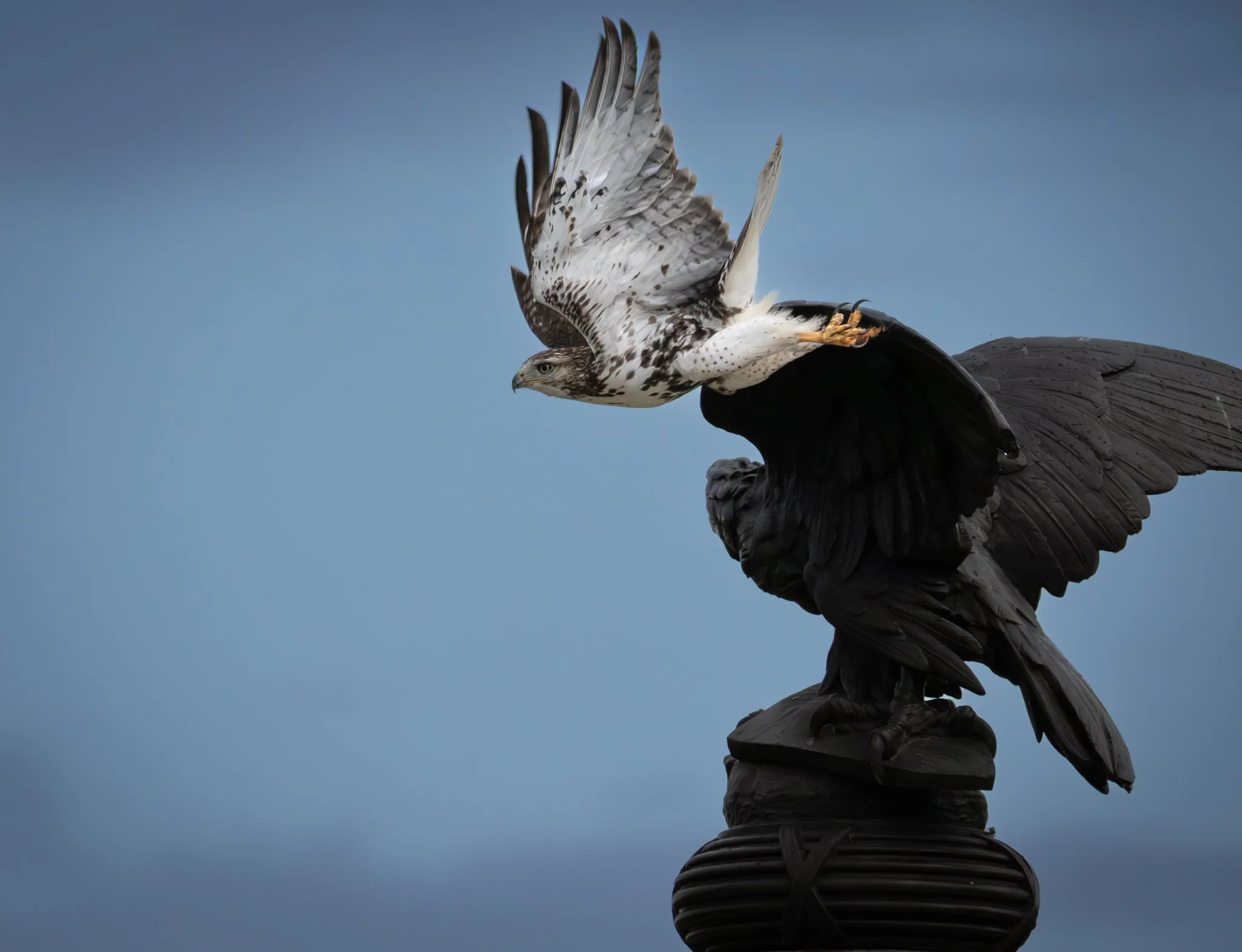 GB Coopers Hawk 3.jpg