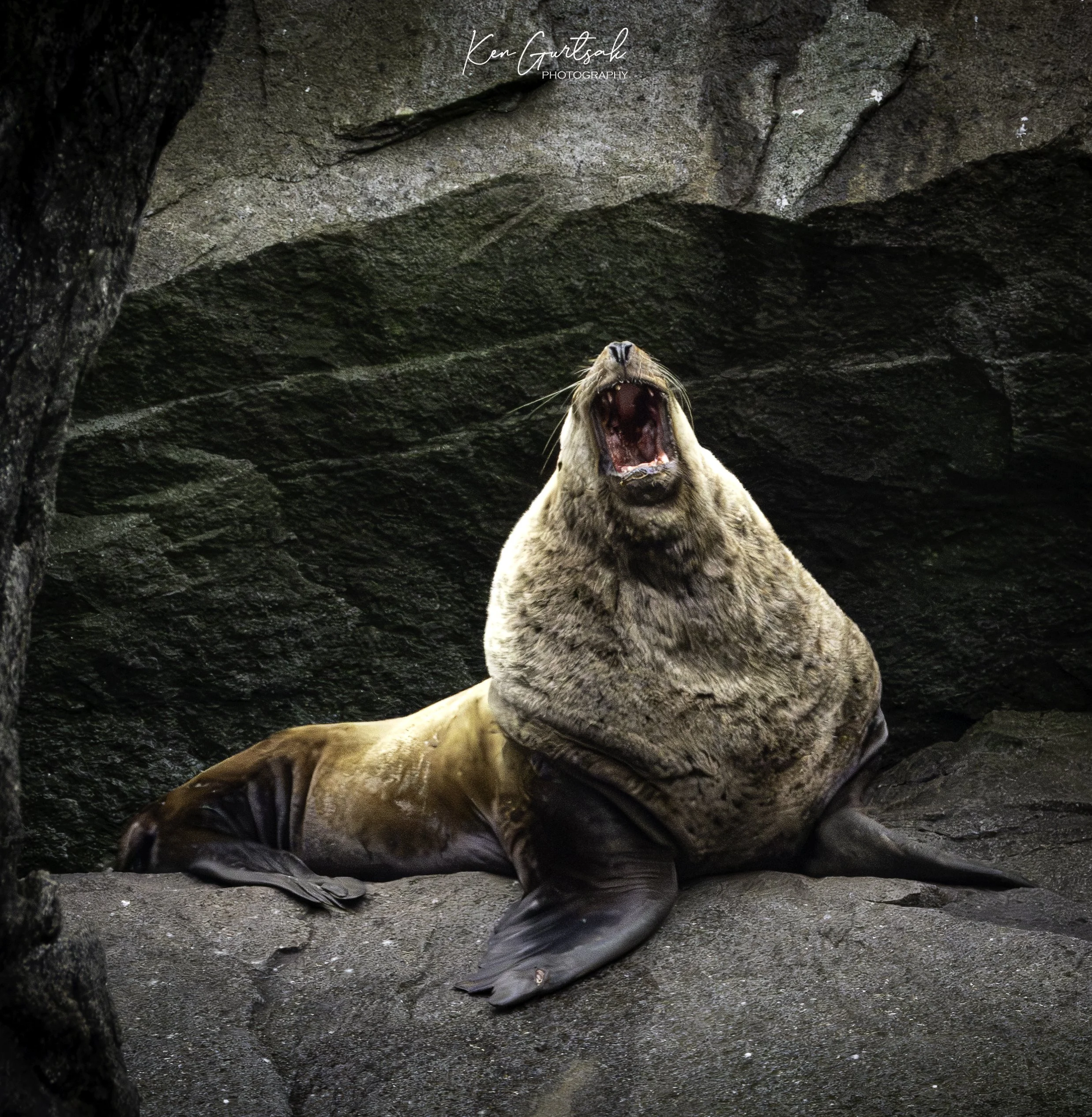 Stellar Lion Seal-3.jpg