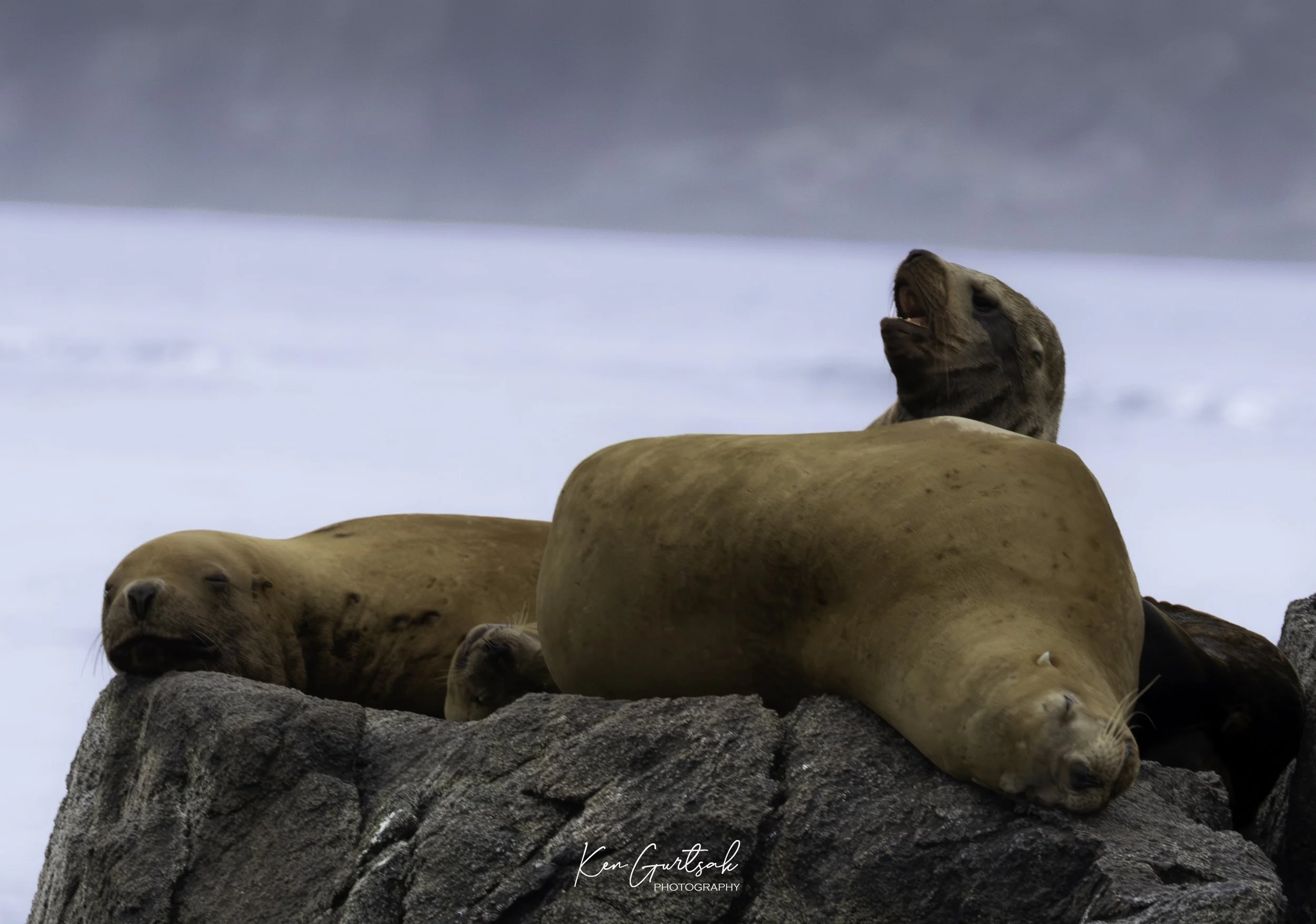 Stellar Sea Lion (1 of 1).jpg