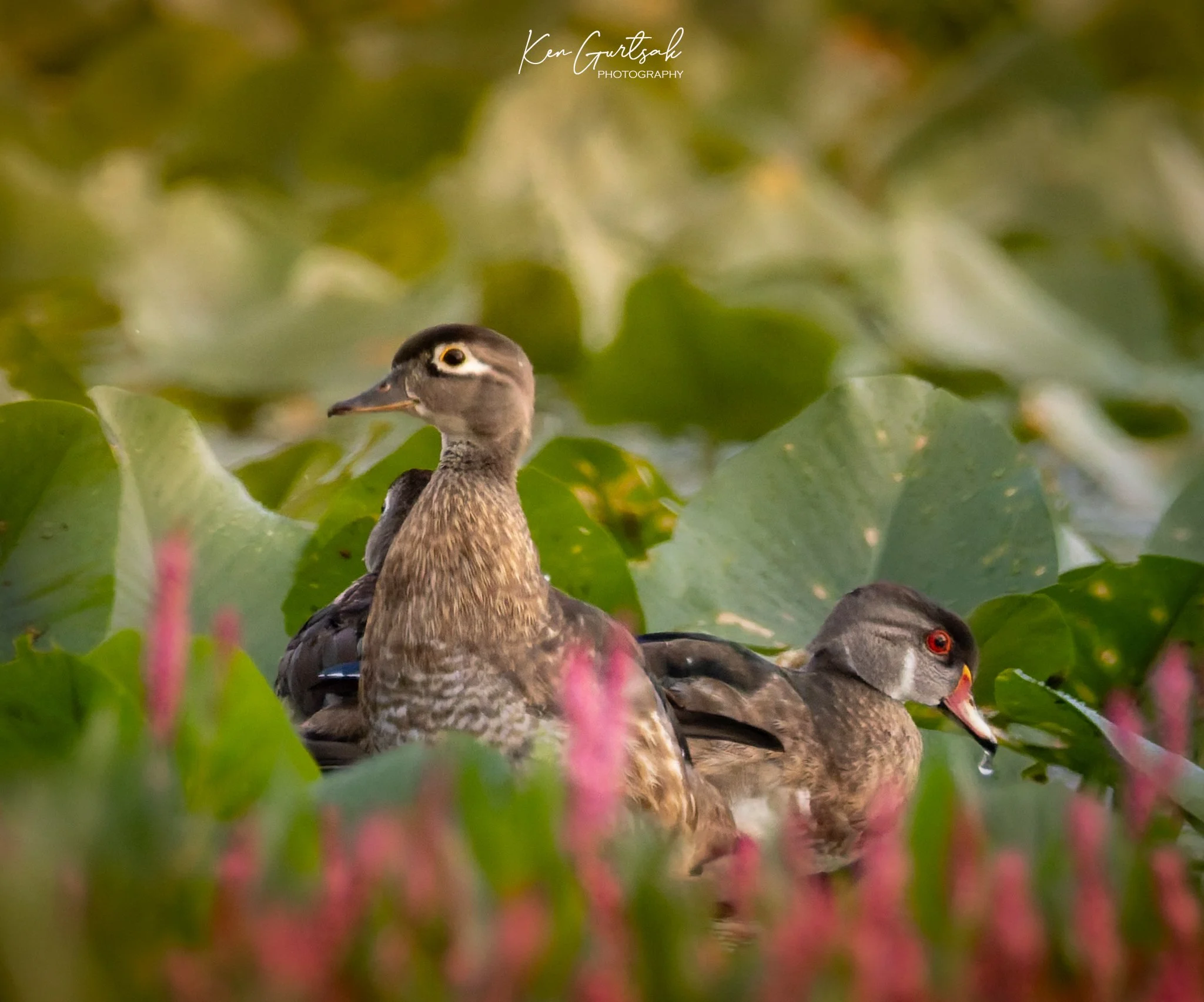 Wood Duck (1 of 1)-2.jpg
