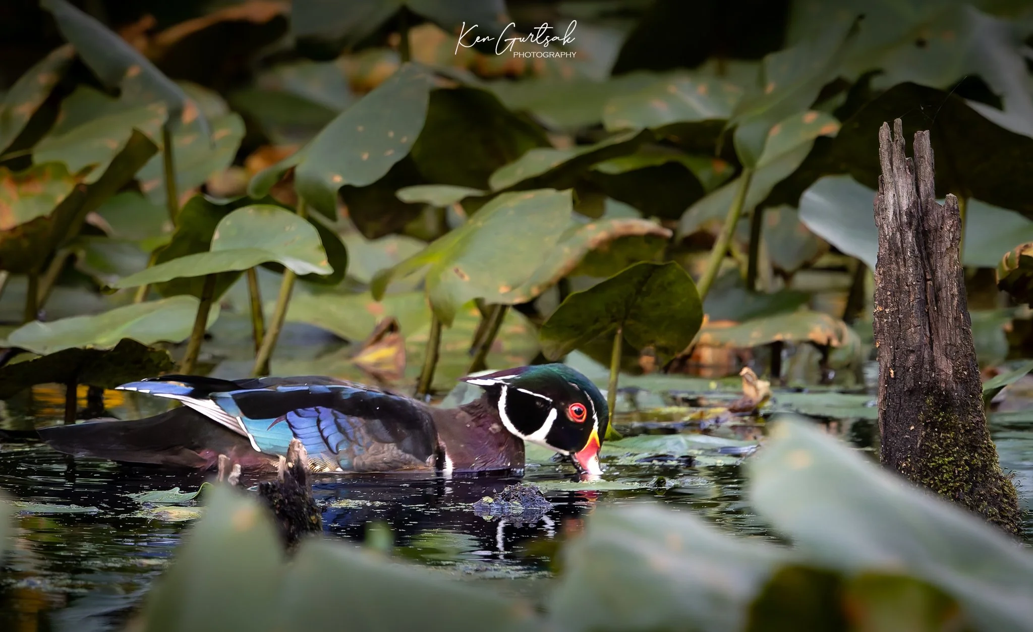 Wood Duck (1 of 1)-3.jpg