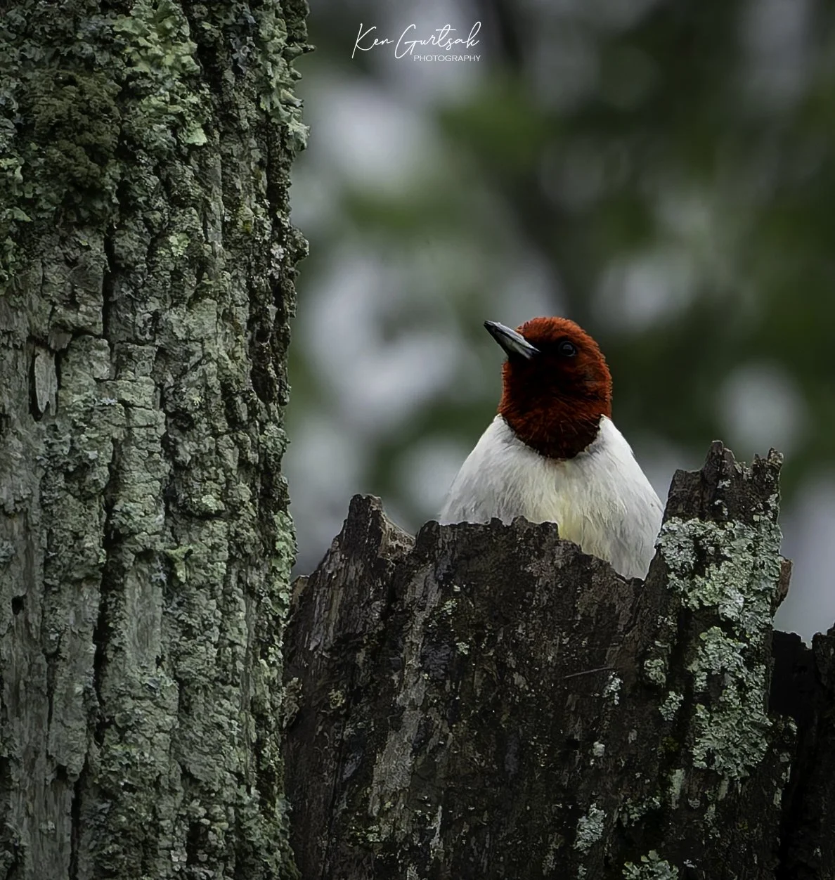 RHWoodPecker.jpg