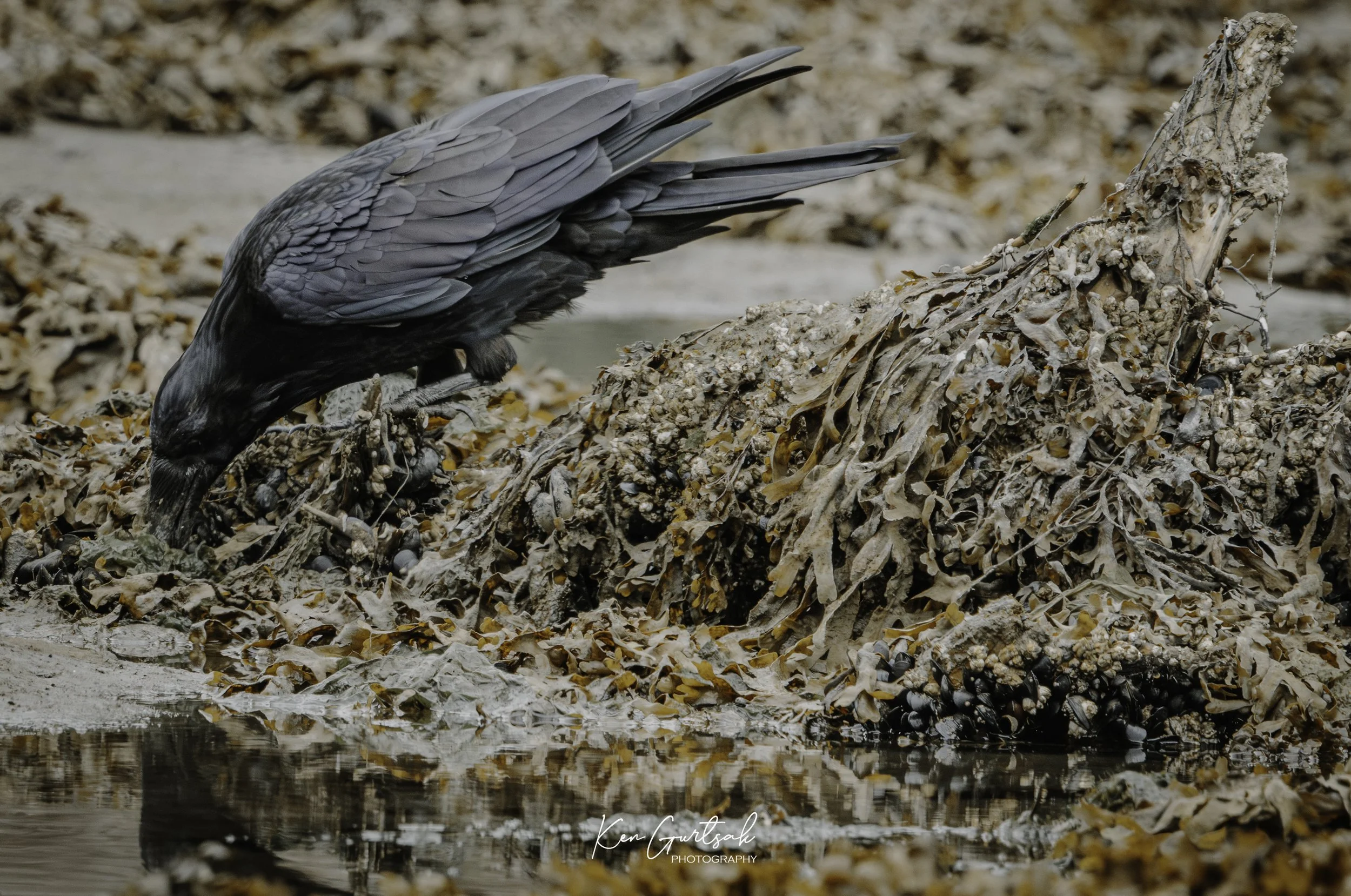 Raven.jpg
