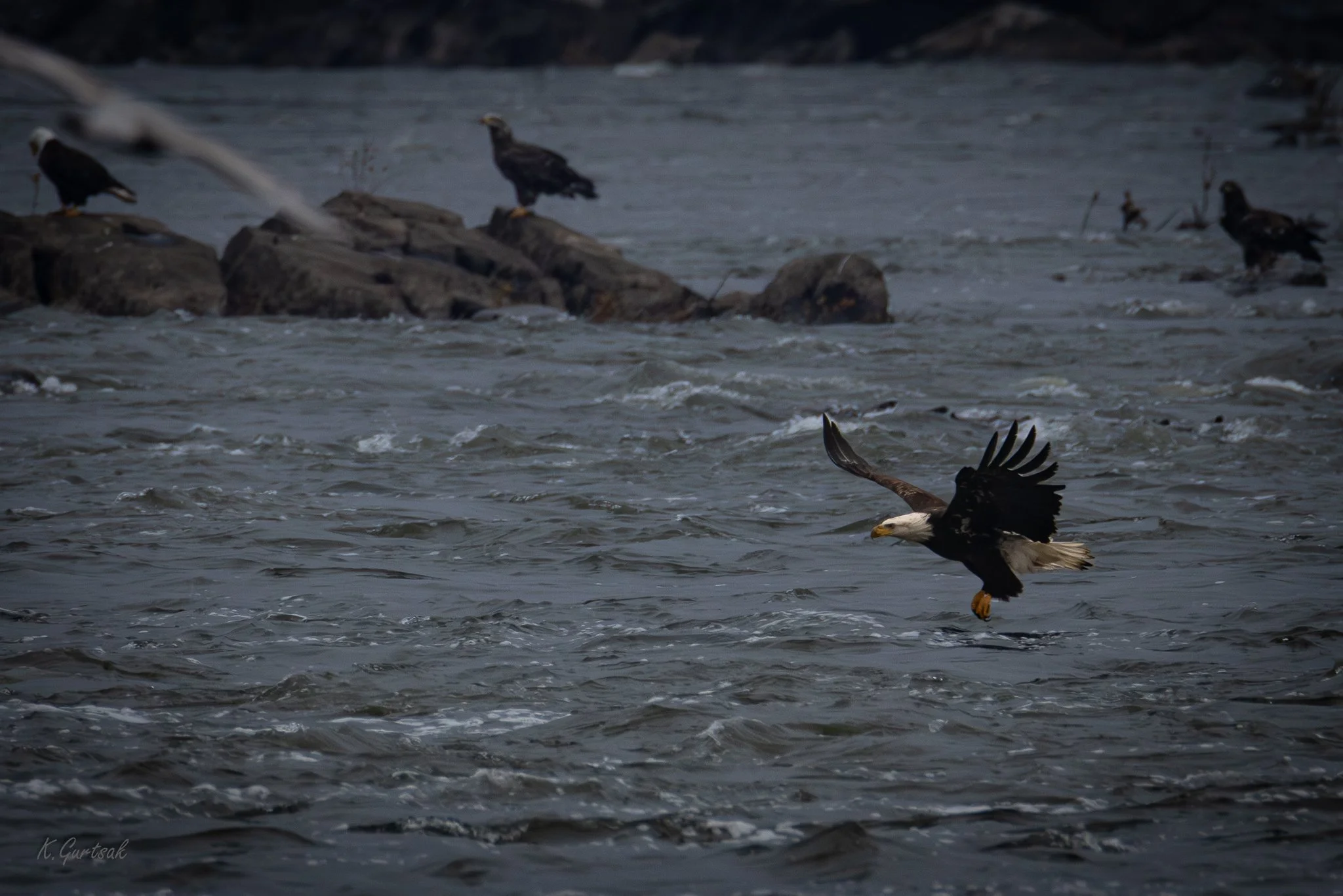 Cono Dam Eagle-1-9.jpg