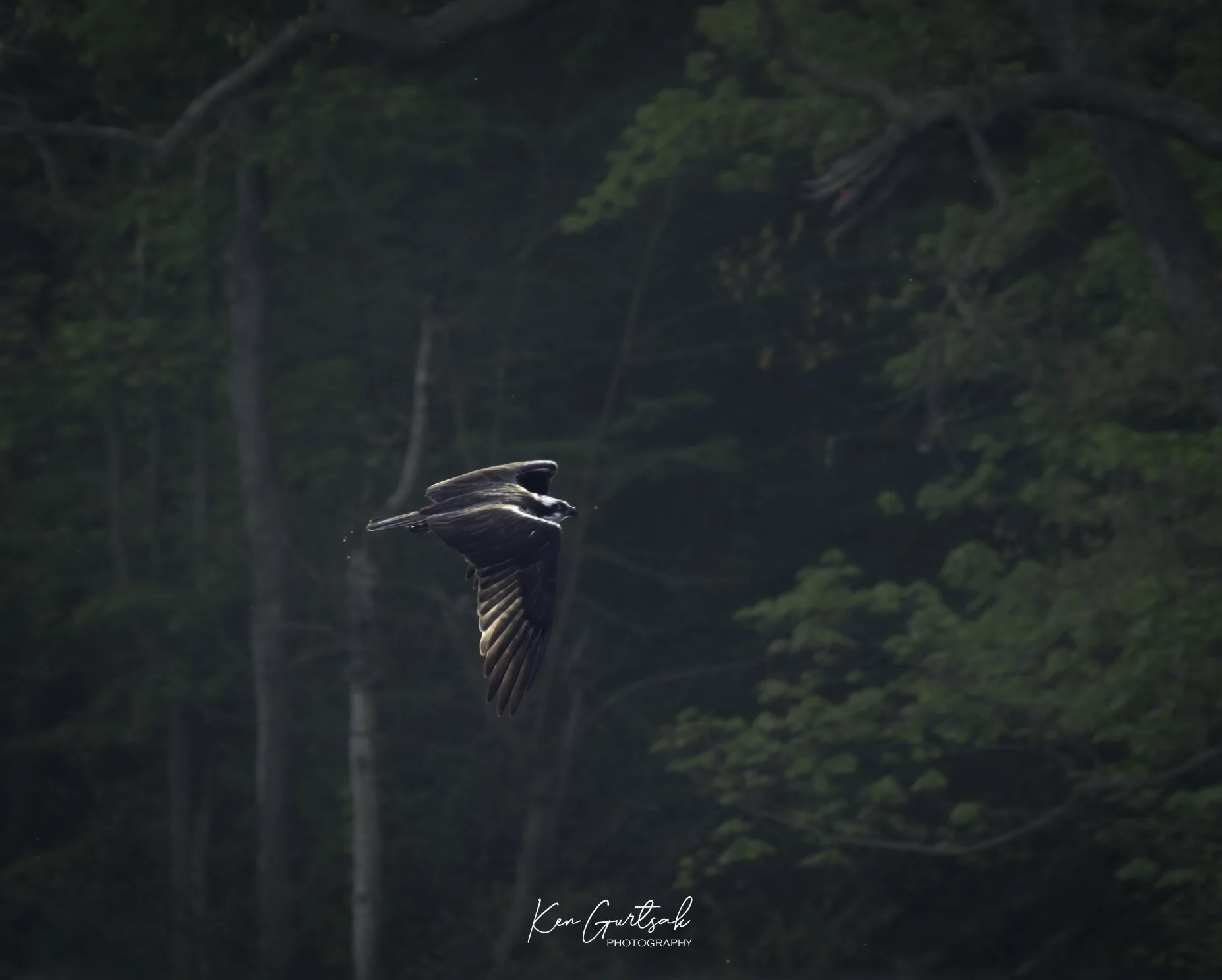 eagle (1 of 1).jpg