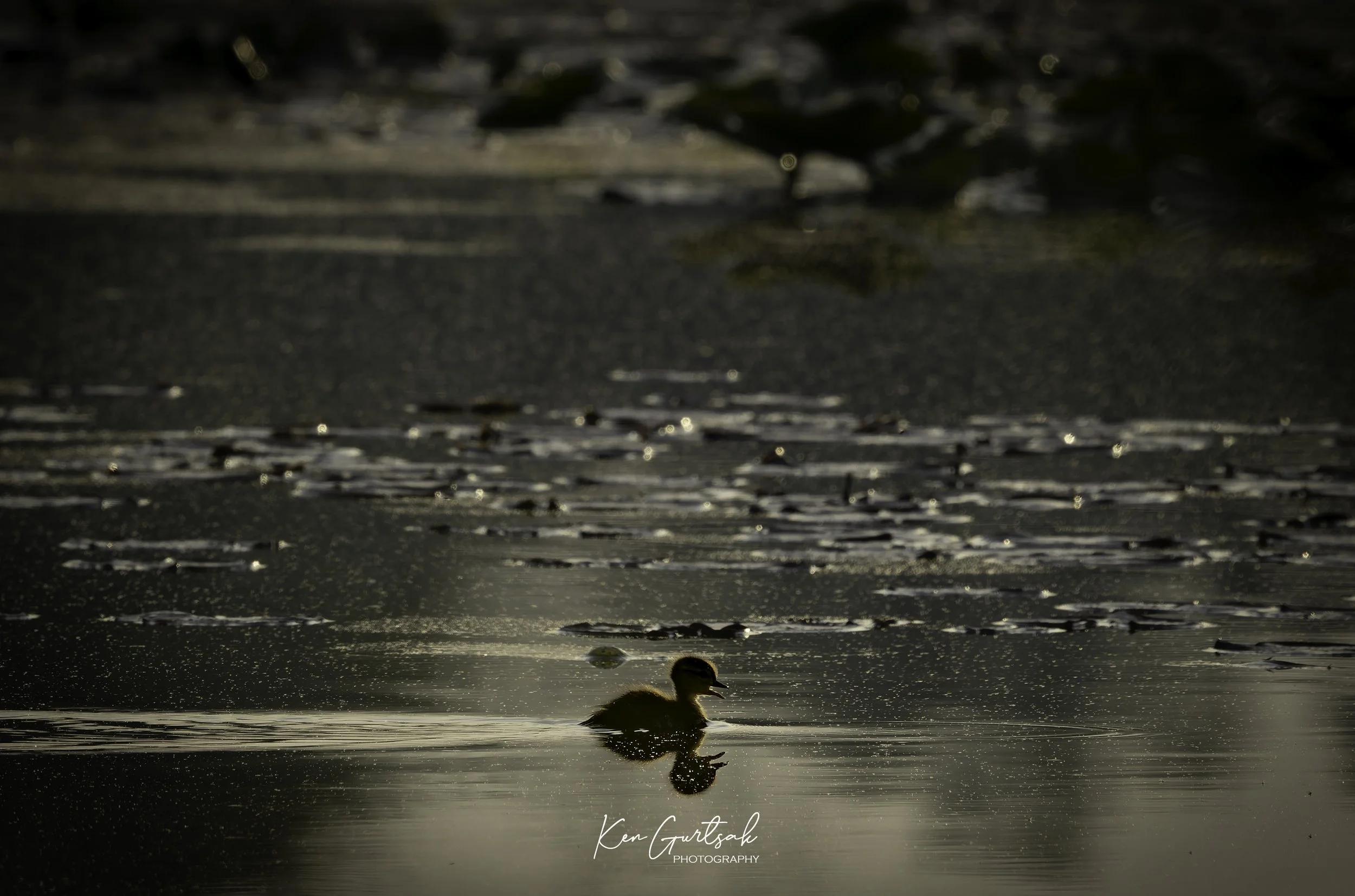 Bird-2.jpg