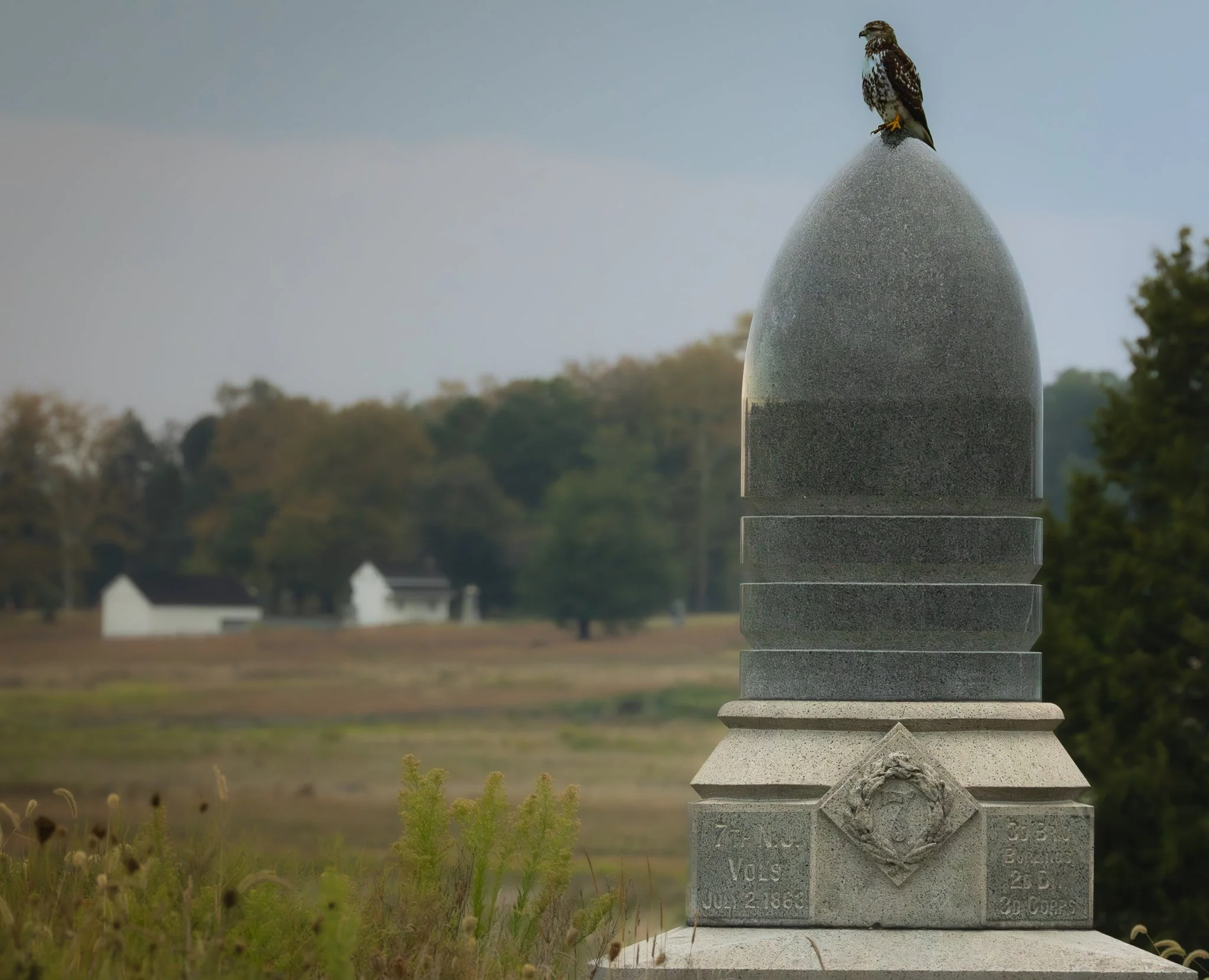 GB Coopers Hawk.jpg