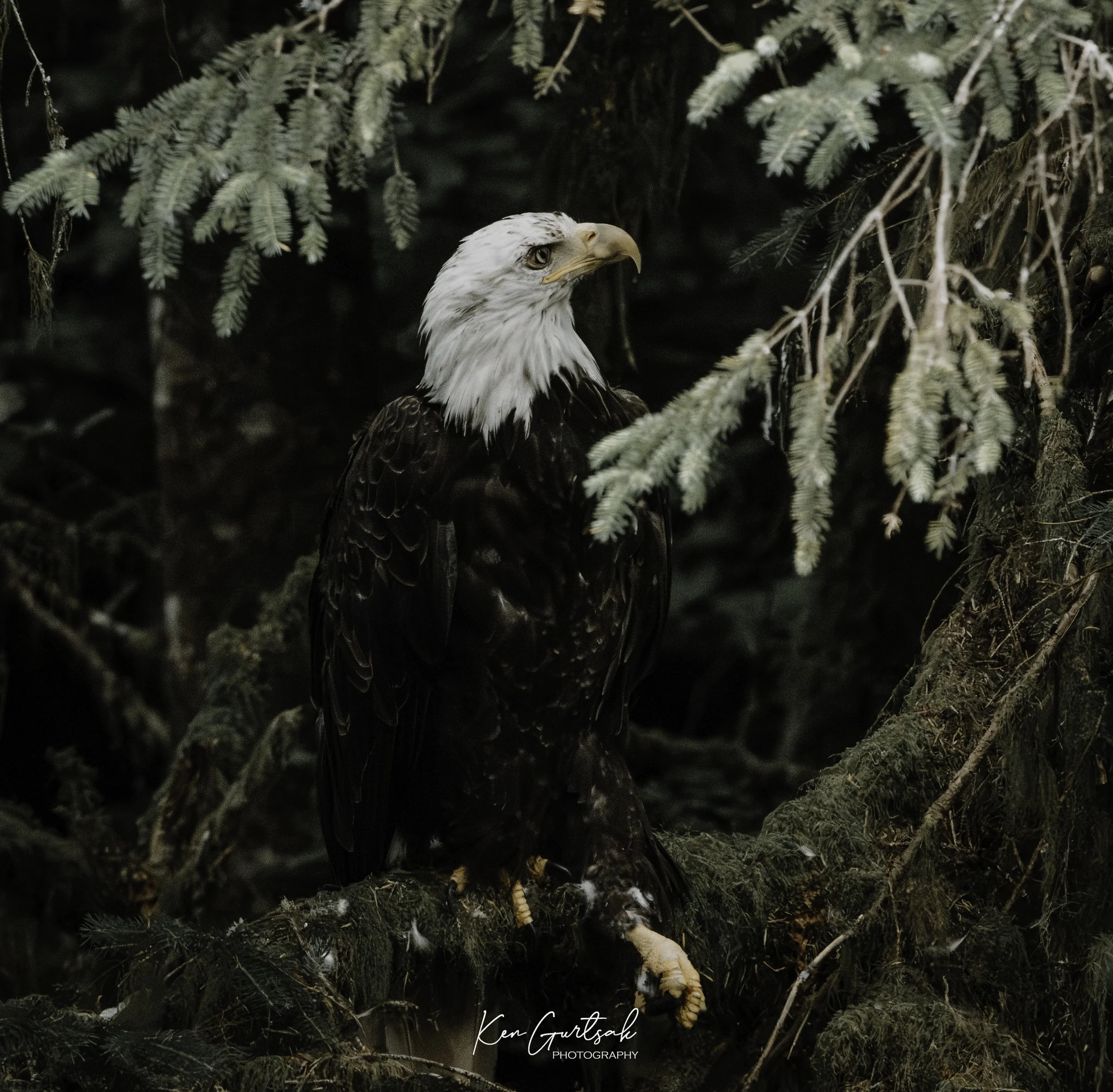 B Eagle-2.jpg