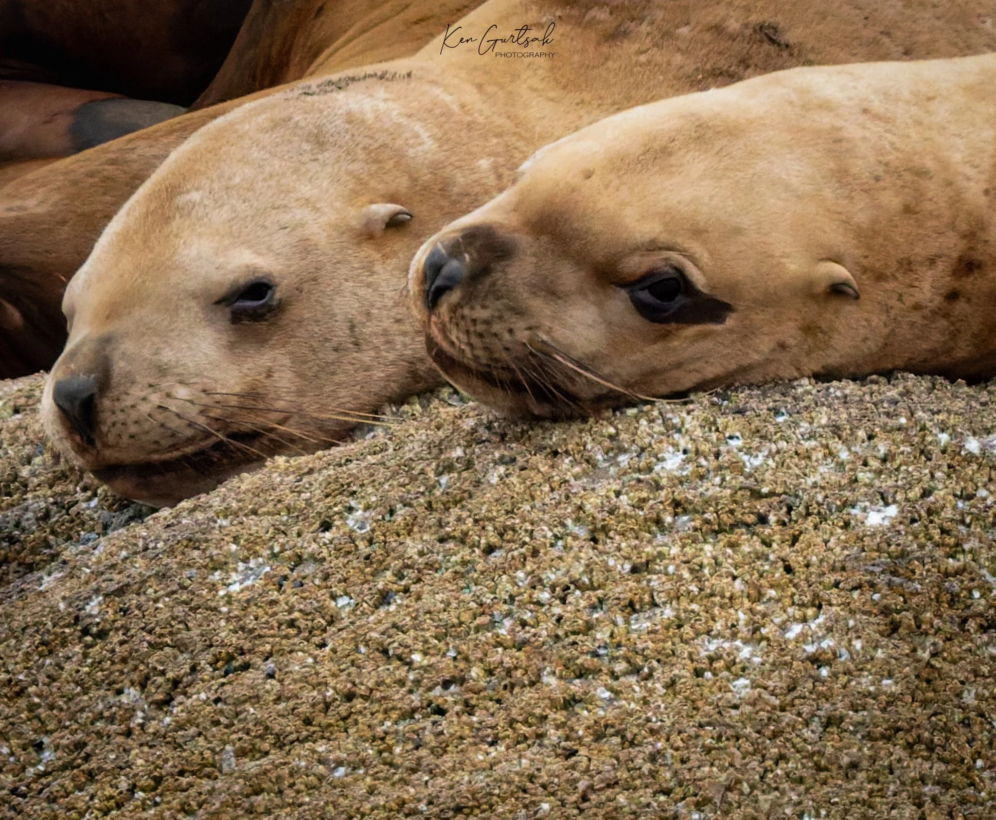 Stellar Lion Seal DXO (1 of 1)-3.jpg