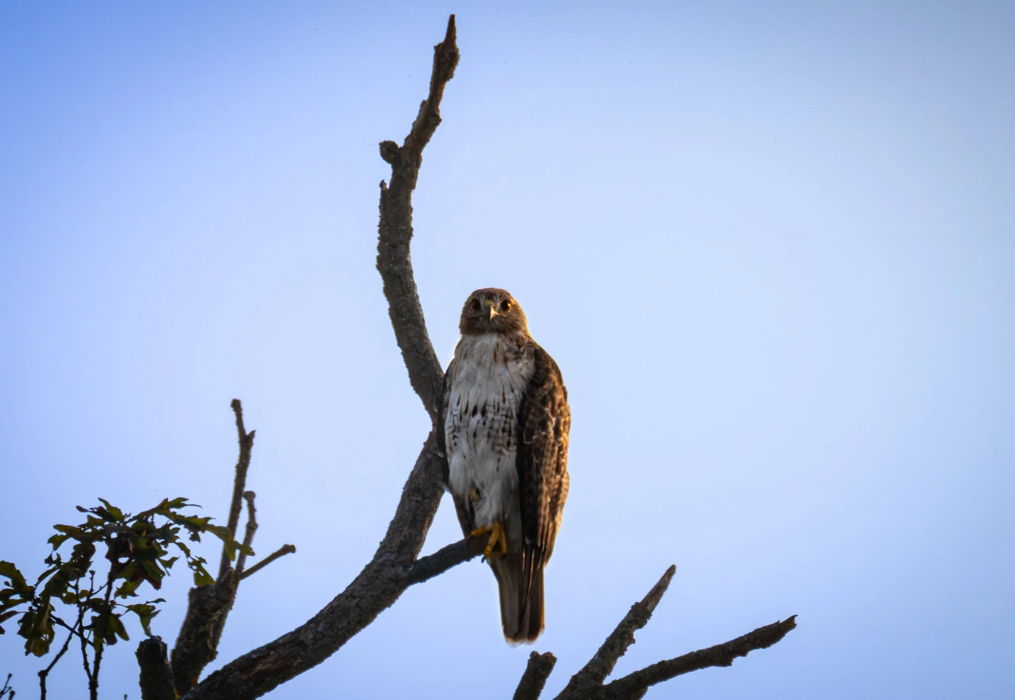 GB Hawk on branch FB.jpg