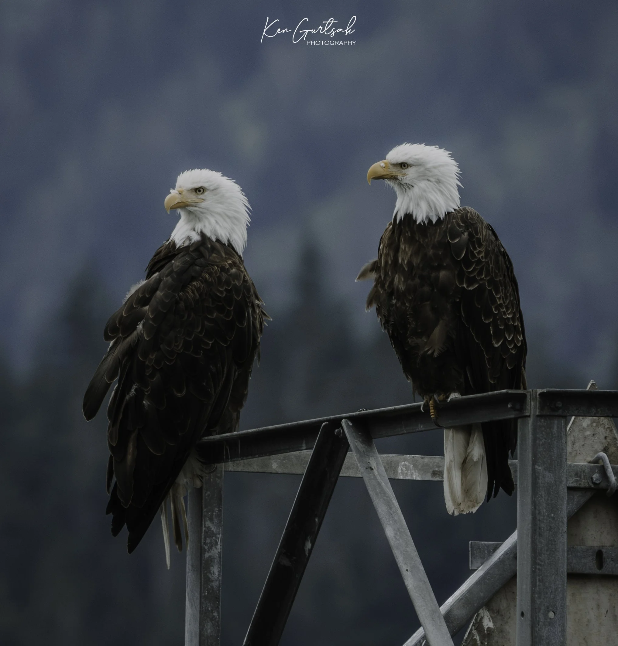 B Eagle-4.jpg