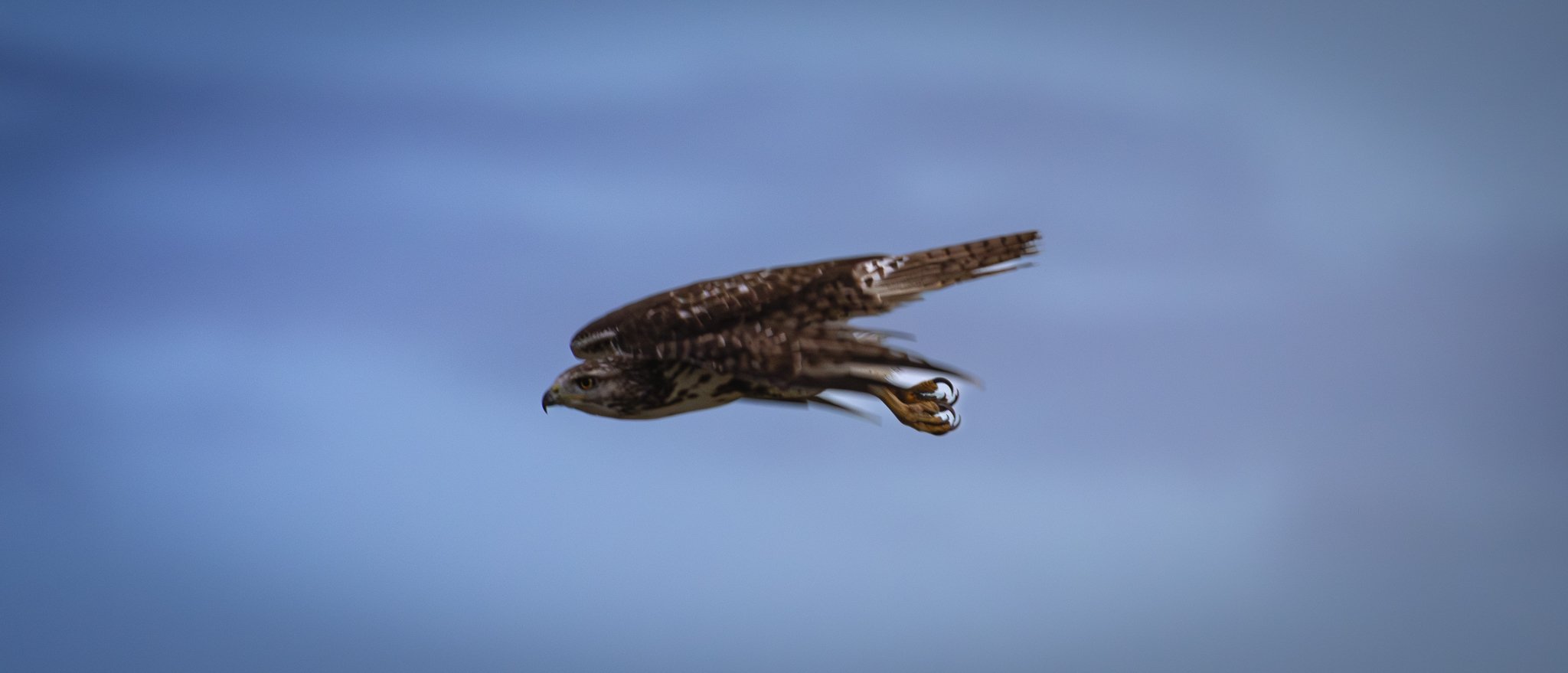GB Coopers Hawk 5.jpg