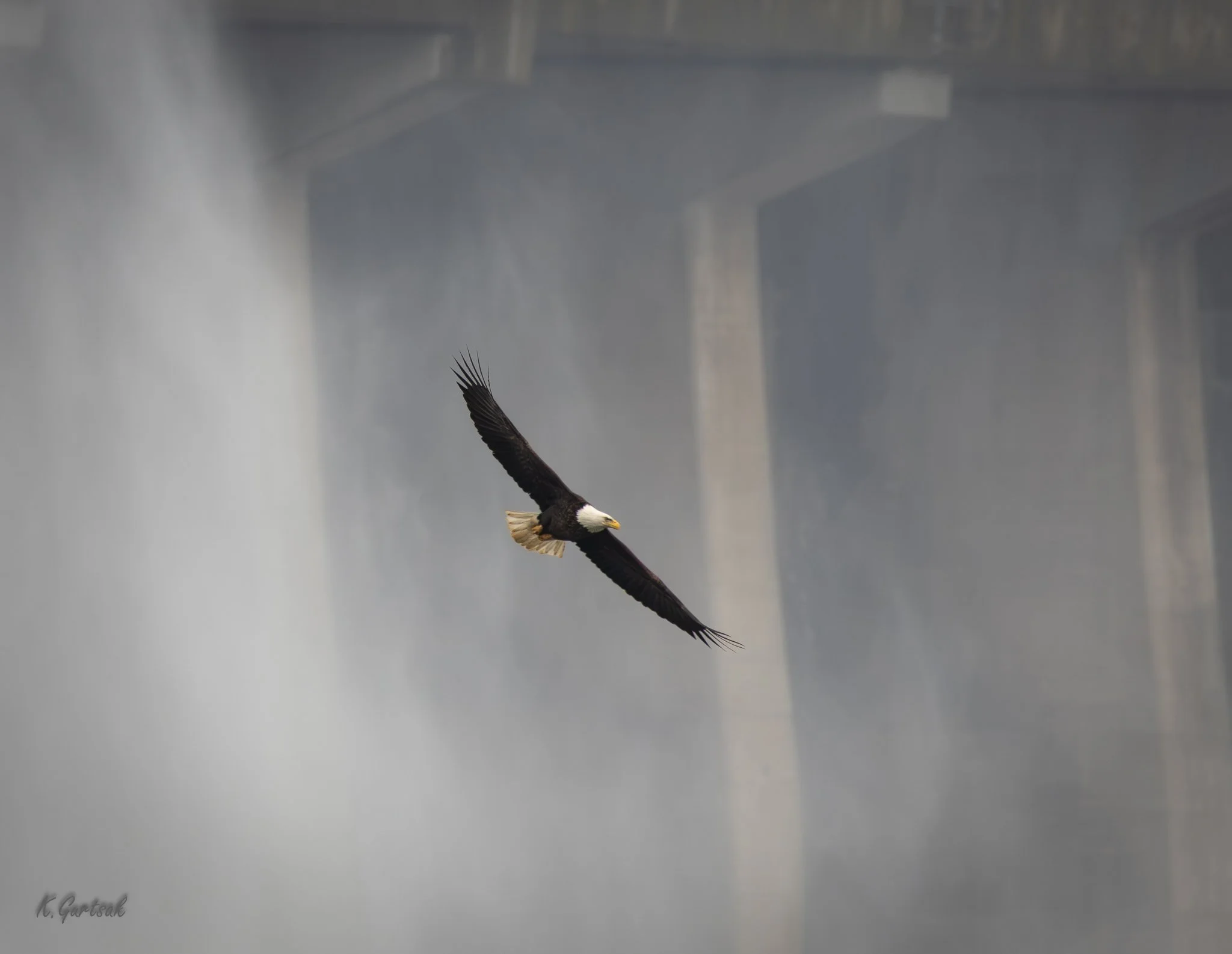 Cono Dam Eagle-1-13.jpg