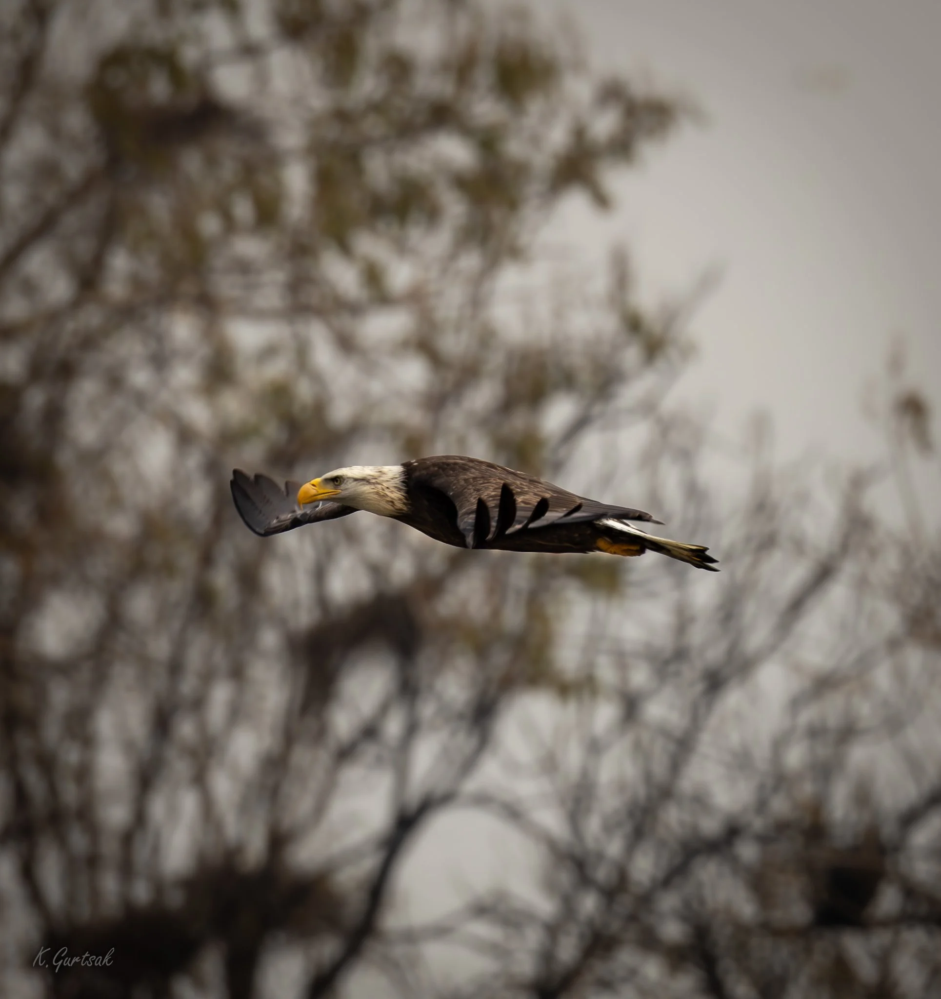 Cono Dam Eagle-1-14.jpg