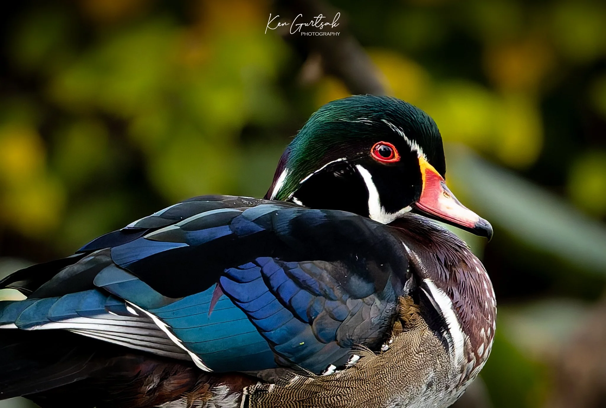Wood Duck (1 of 1)-6.jpg
