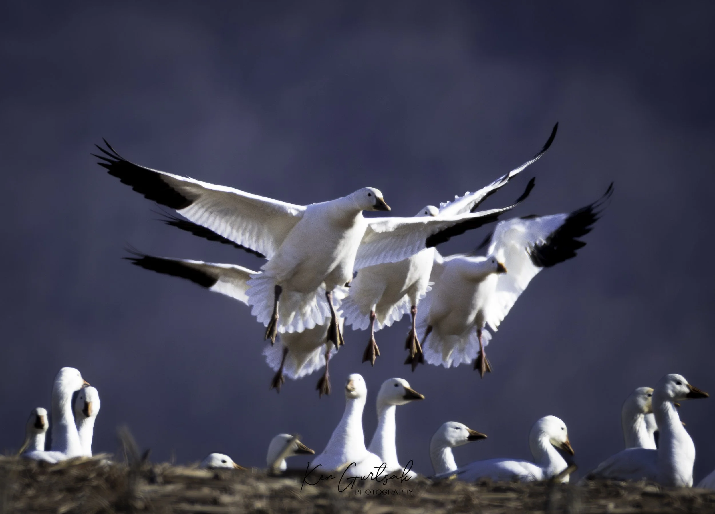 Snow Geese (1 of 1)-6.jpg