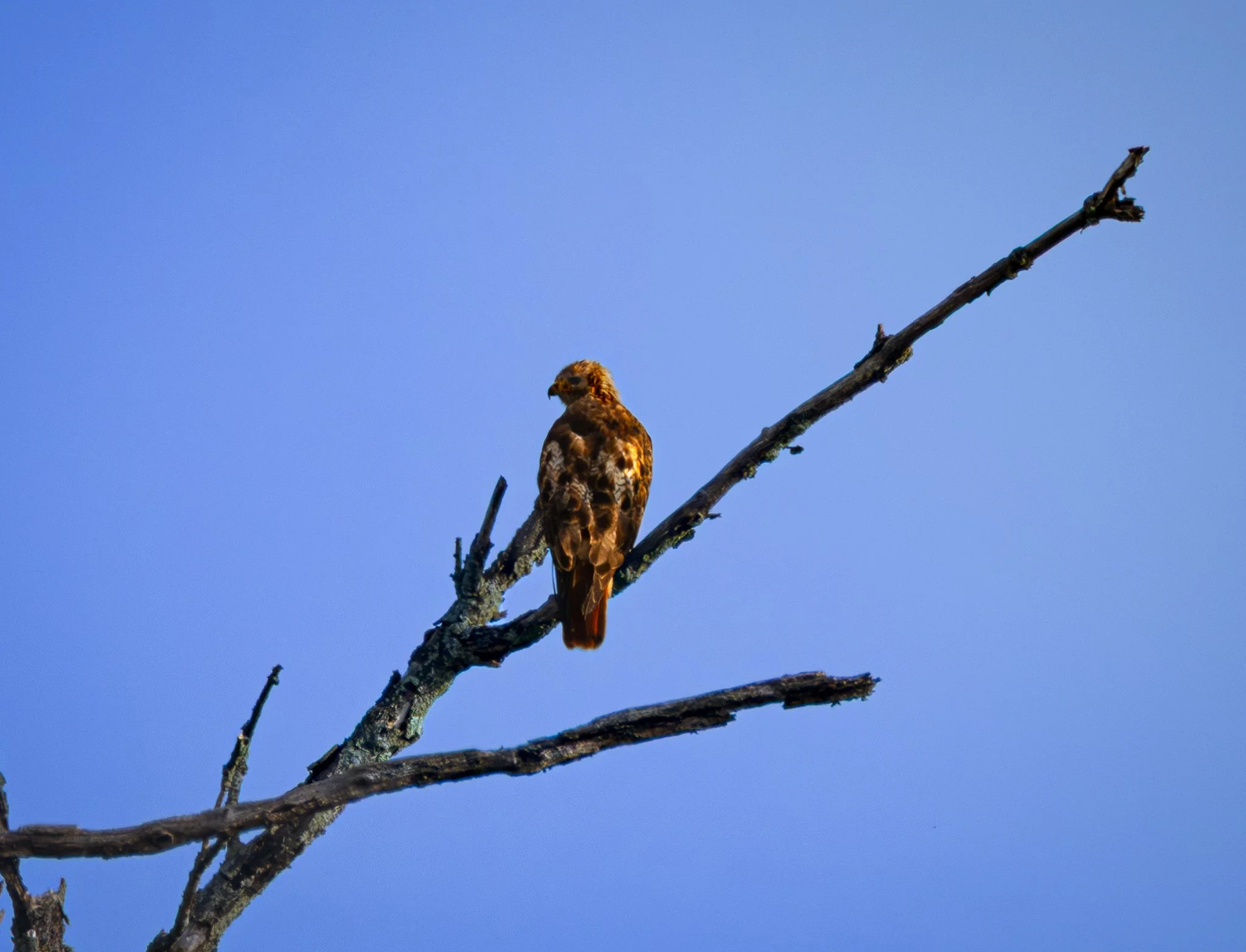 GB Hawk on branch 1 FB.jpg