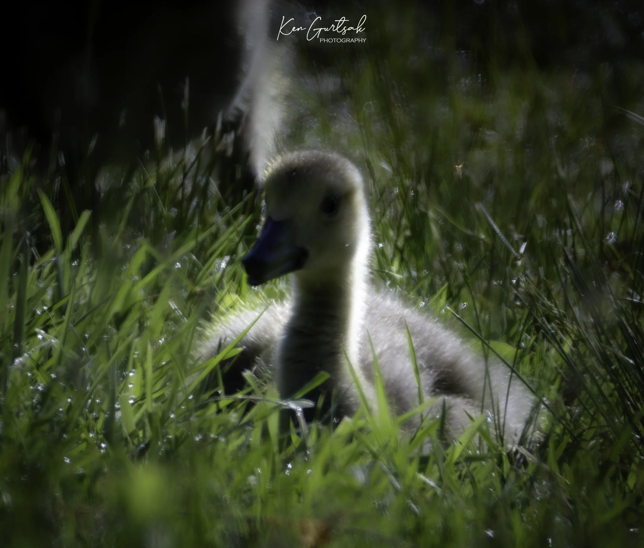 BBGoose.jpg