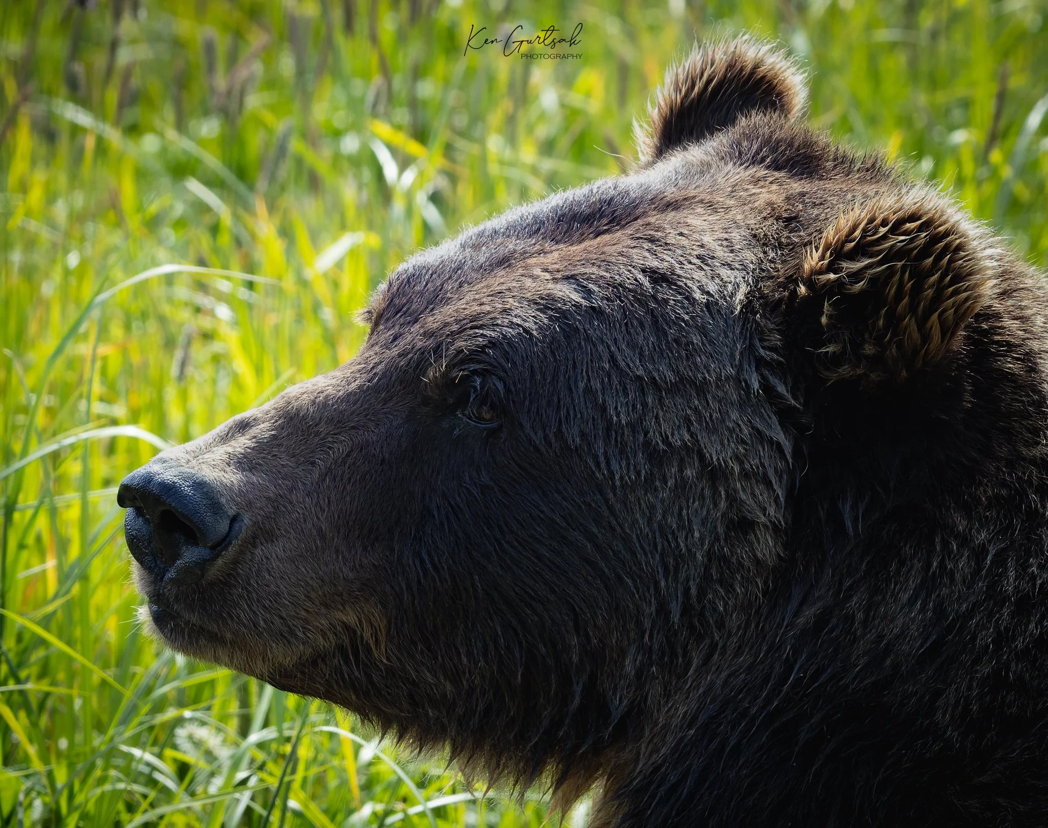 Bear (1 of 1).jpg