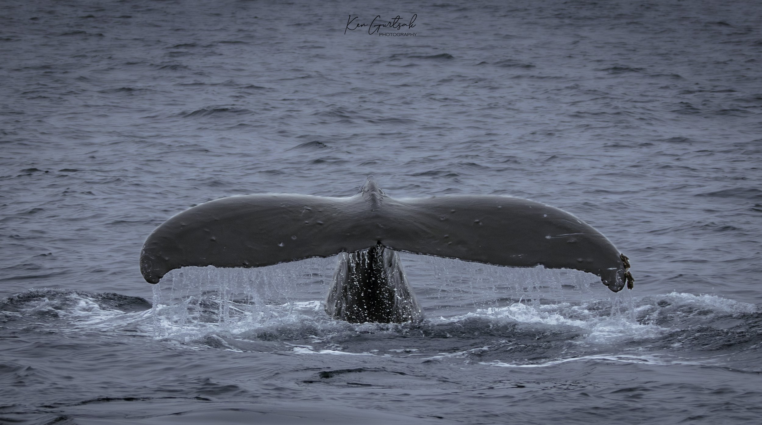 H whale-4.jpg