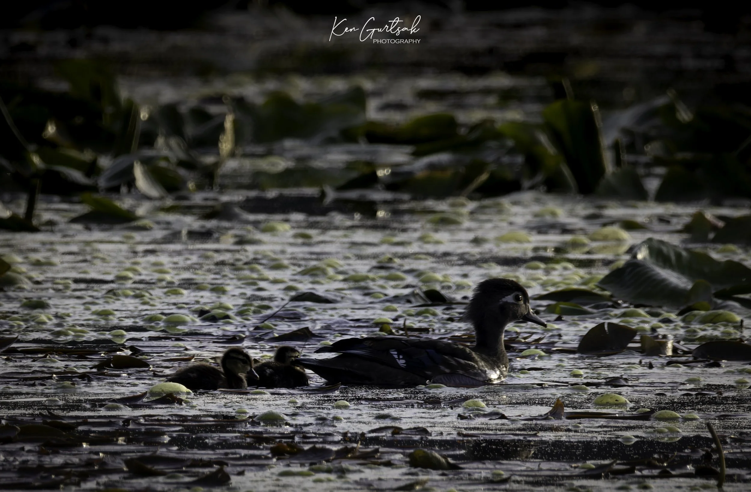 Bird-3.jpg