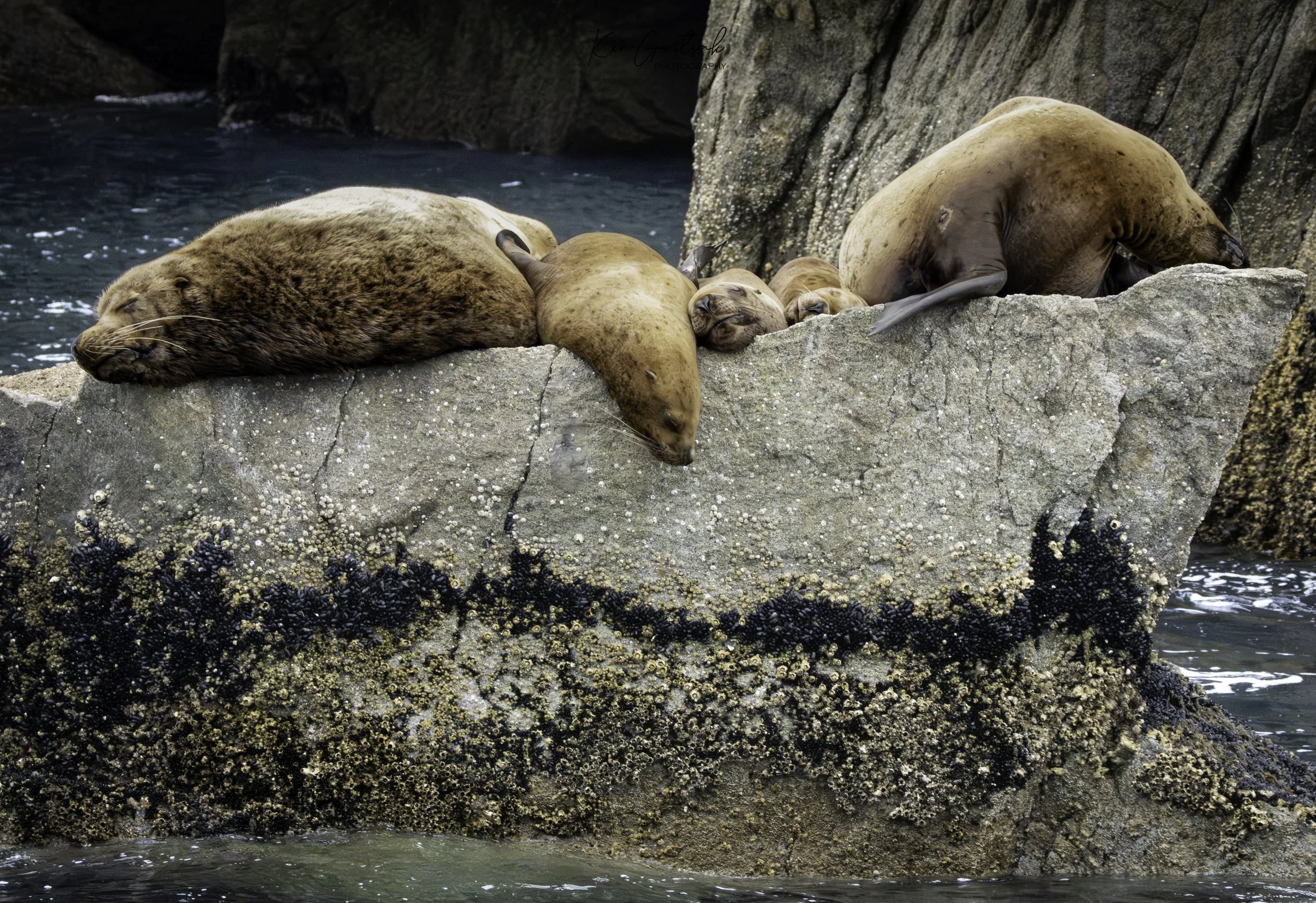 Stellar Lion Seal-4.jpg