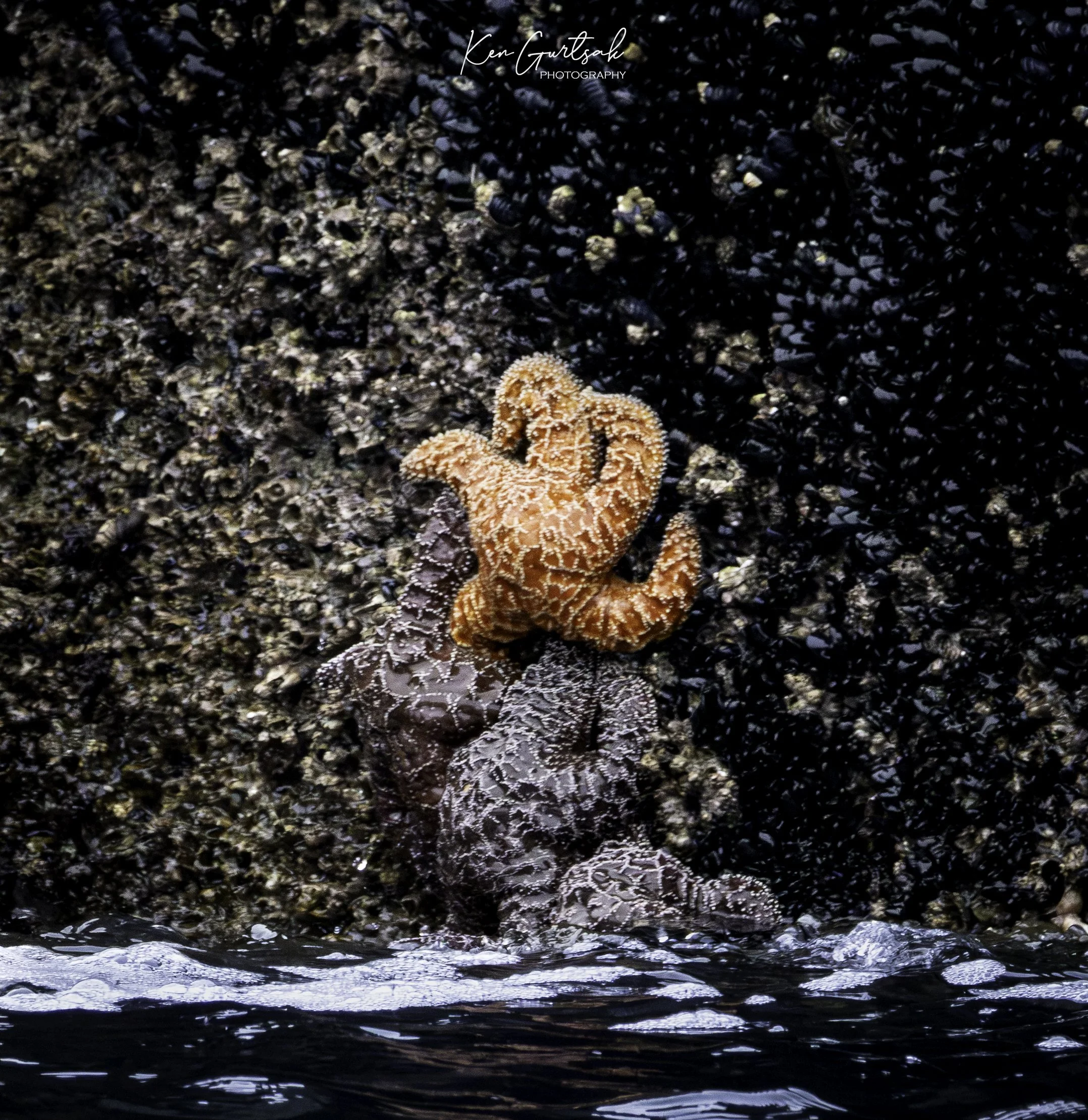 Starfish.jpg