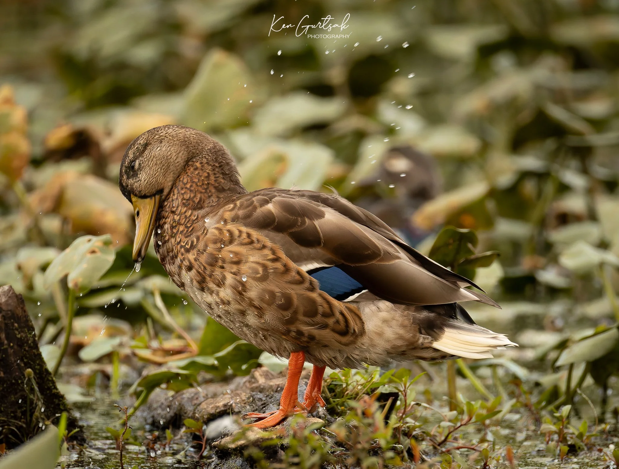 Duck (1 of 1)-2.jpg