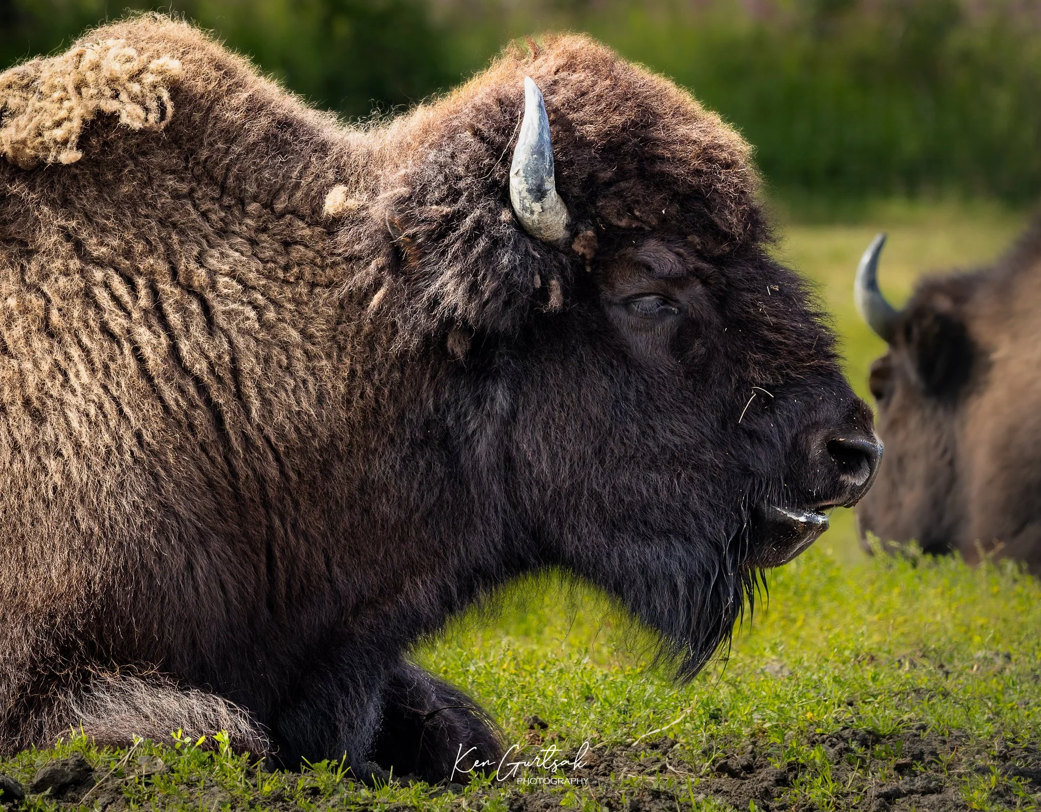 Bison (1 of 1).jpg