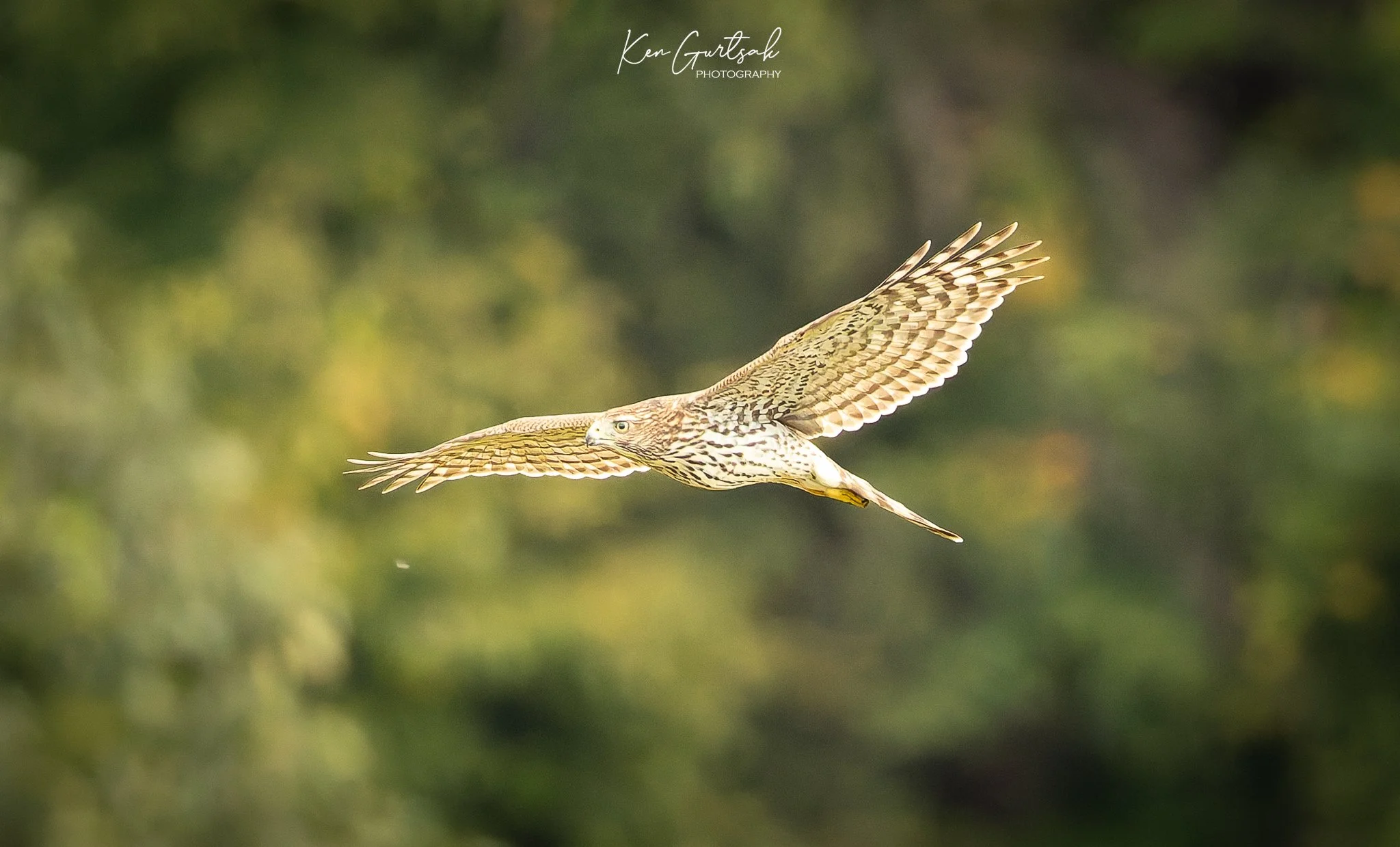 Hawk (1 of 1).jpg