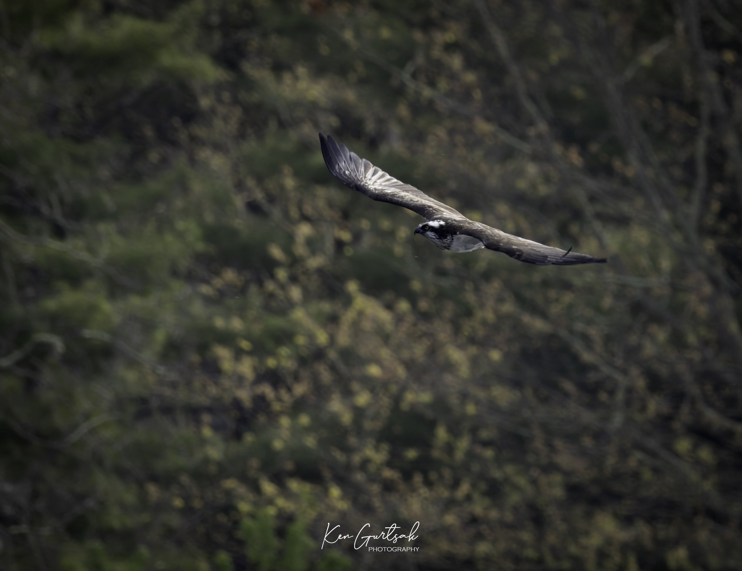 eagle (1 of 1)-2.jpg
