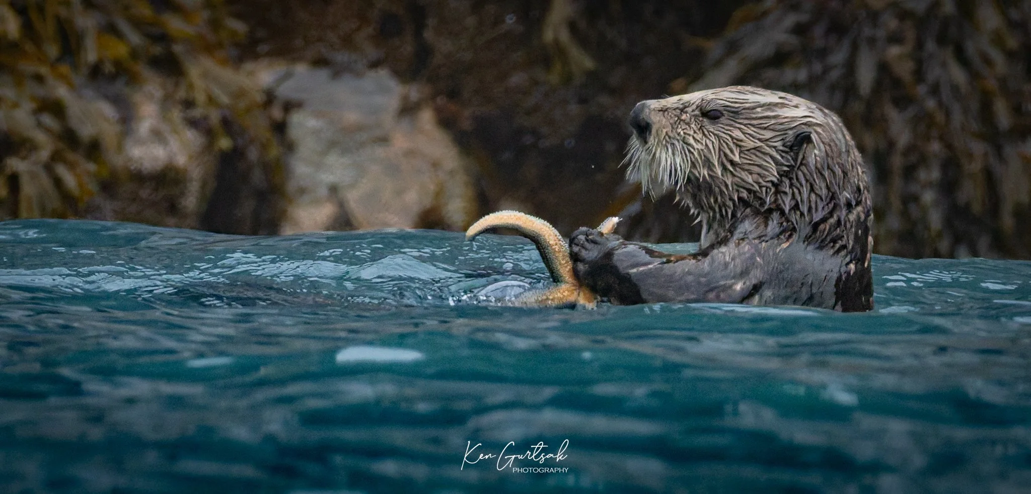 Otter DXO (1 of 1).jpg