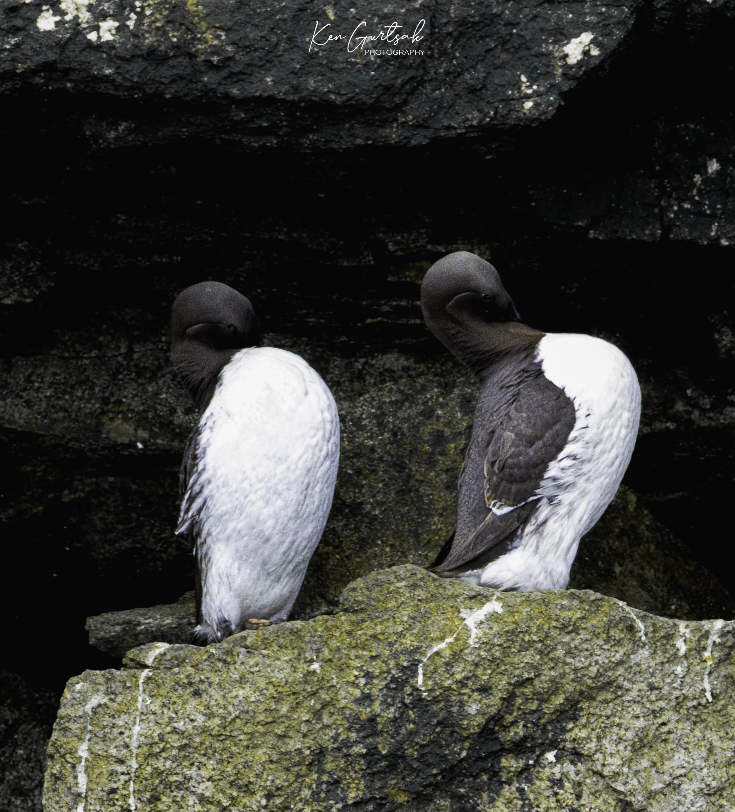  Common Murres-2.jpg