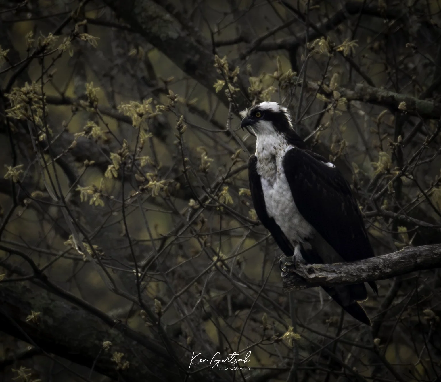 eagle (1 of 5).jpg