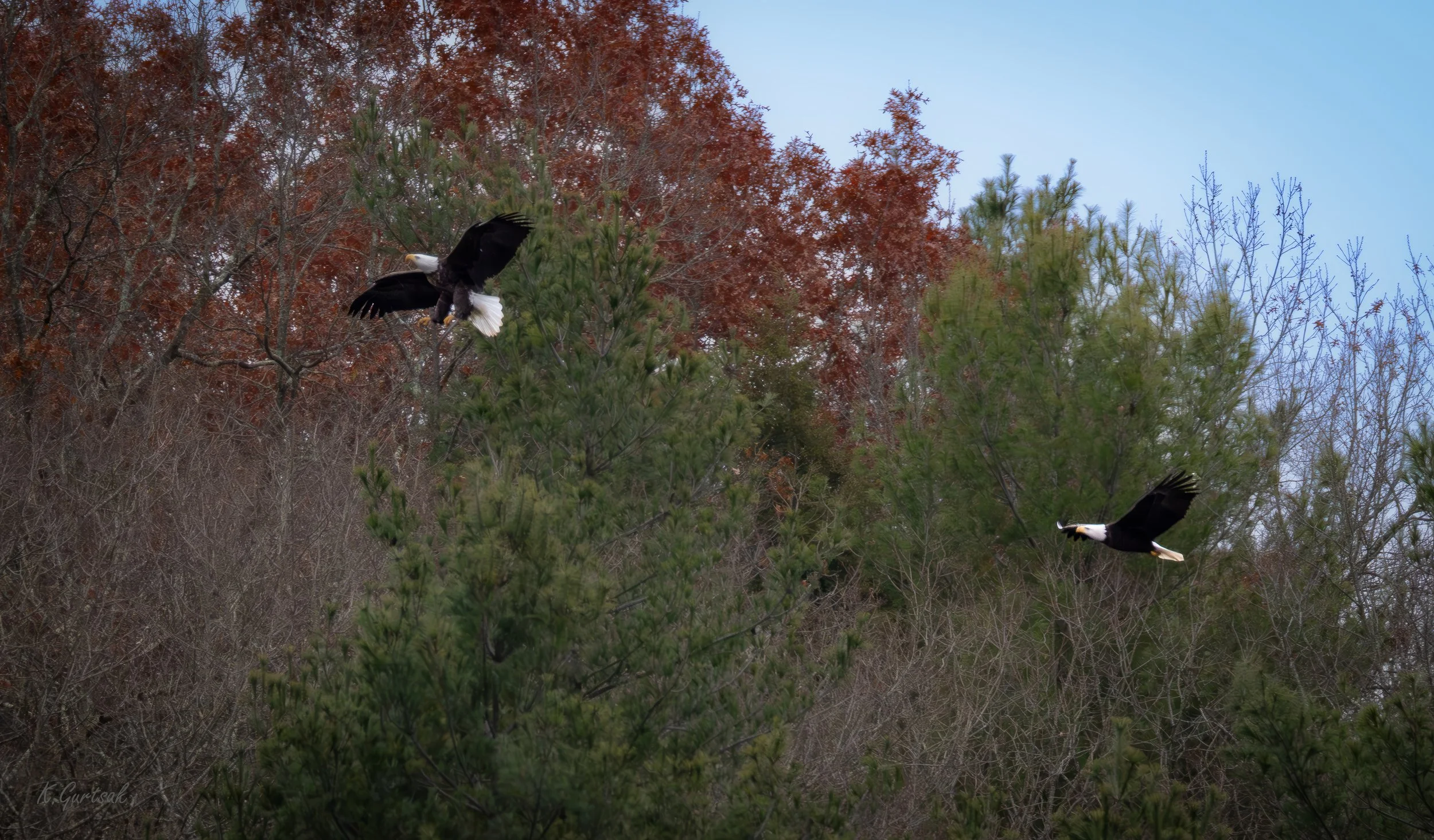 Bald Eagles 1-1-topaz-upscale-2.2x.jpg