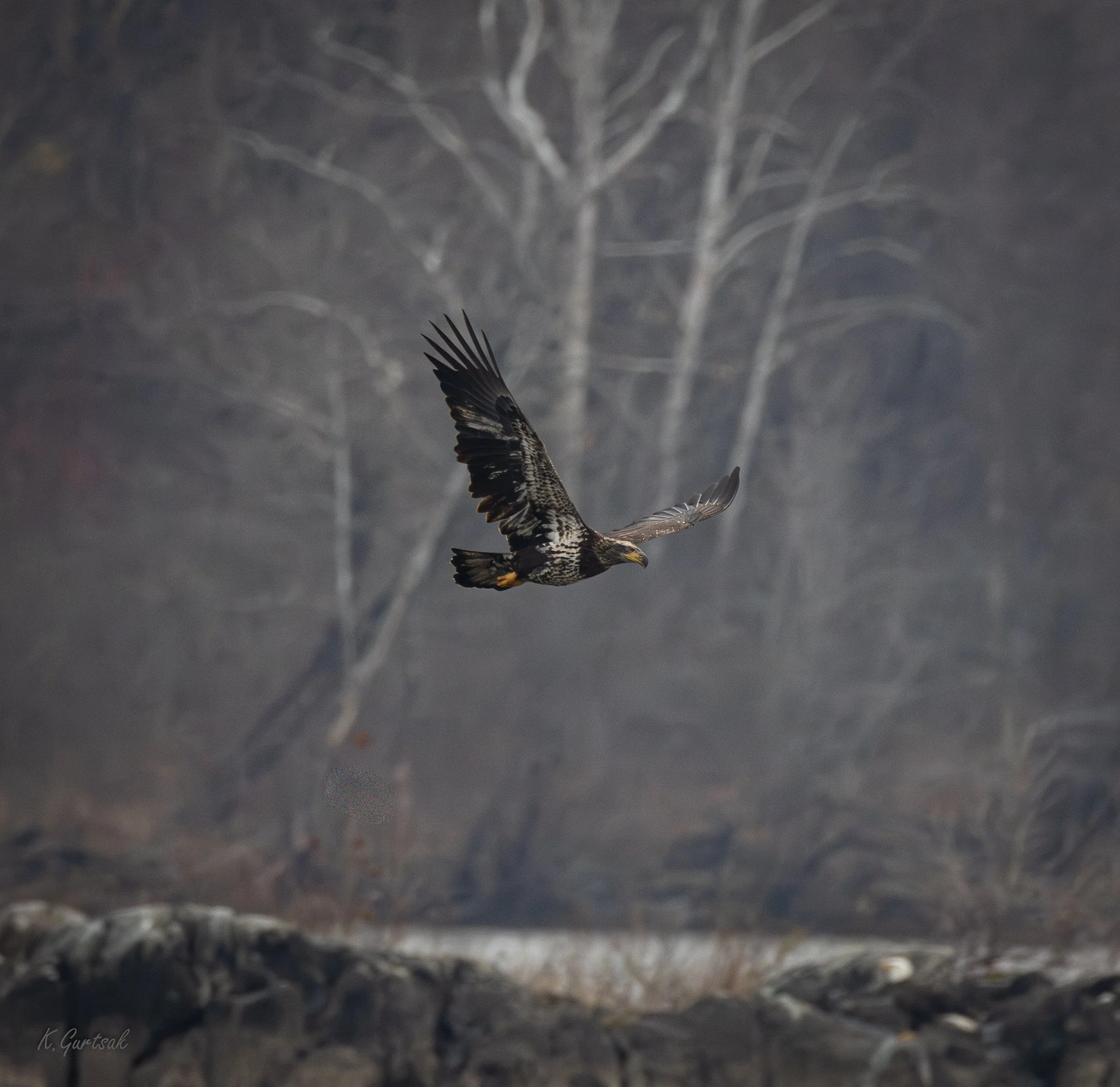 Cono Dam Eagle-1-10.jpg