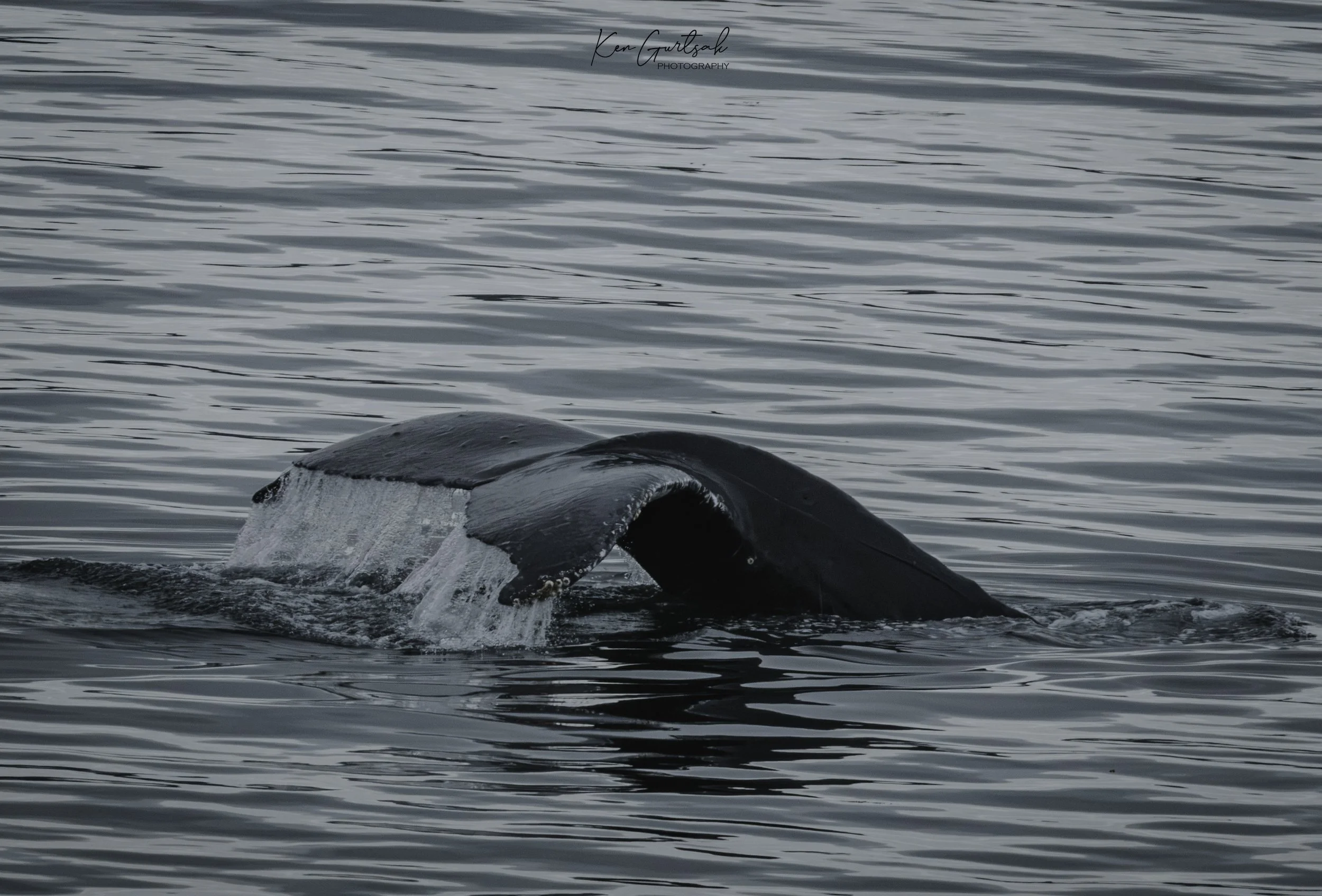 H Whale.jpg