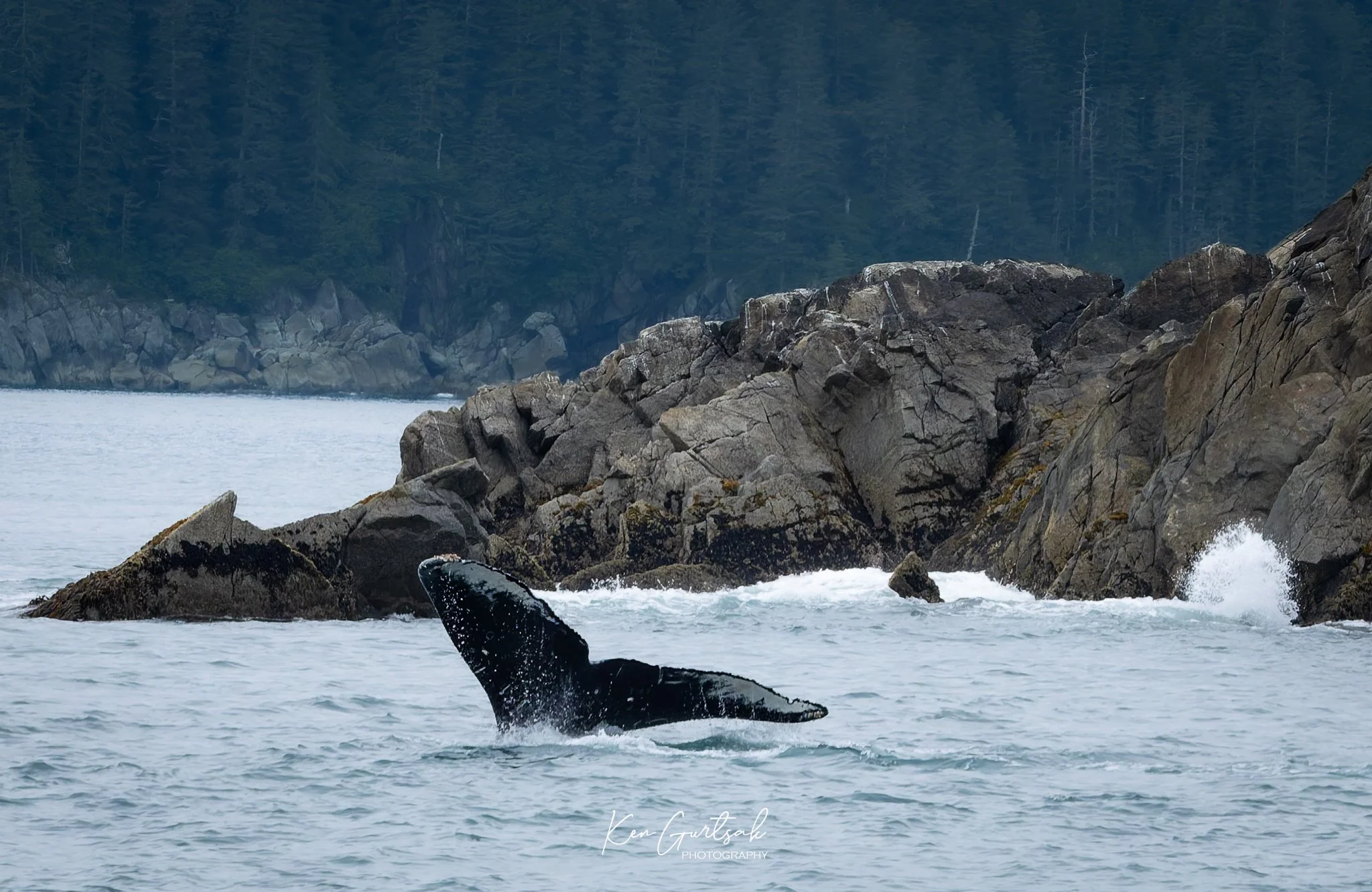 H Whale DXO (1 of 1)-2.jpg
