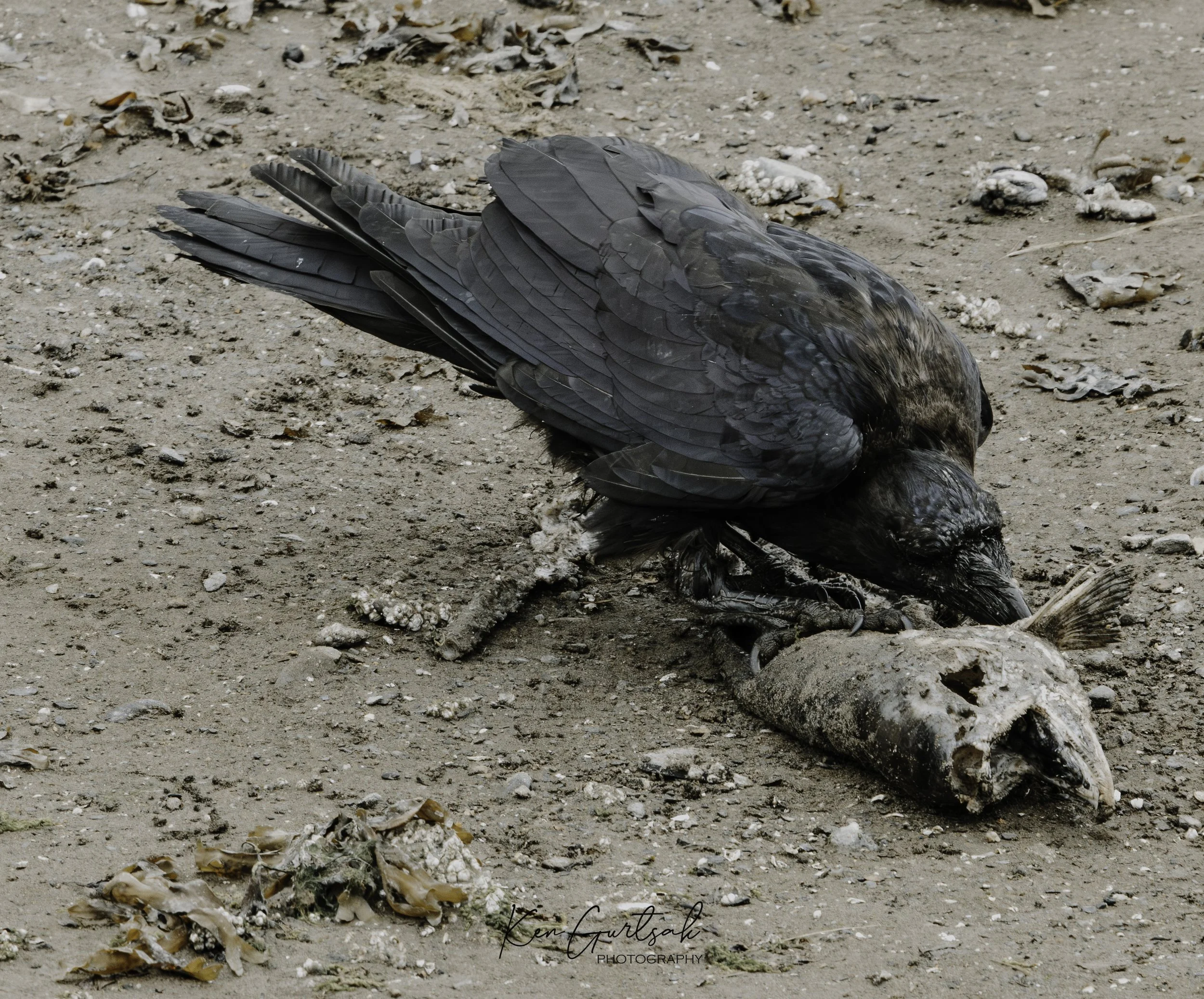 Raven-3.jpg